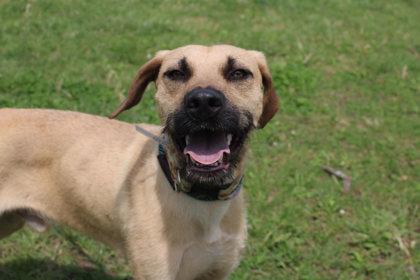 Scruffy, Adoptable, Adult Male Hound & Mixed Breed.