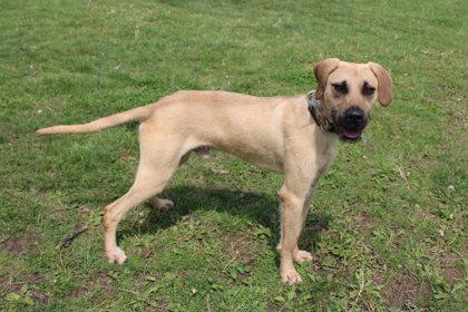 Enlarge Scruffy, a Adoptable mixed breed in Kansas City, MO image 2/3