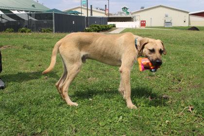 Enlarge Scruffy, a Adoptable mixed breed in Kansas City, MO image 3/3