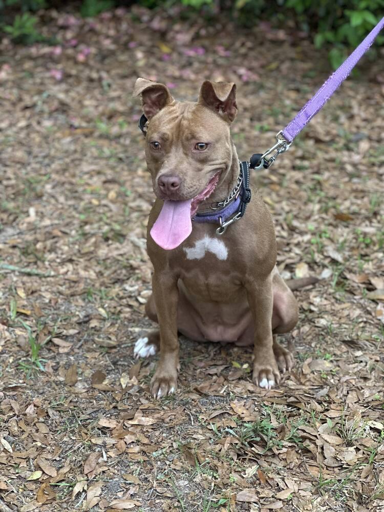 Enlarge Luna, a Adoptable Labrador Retriever in Milton, FL image 1/6