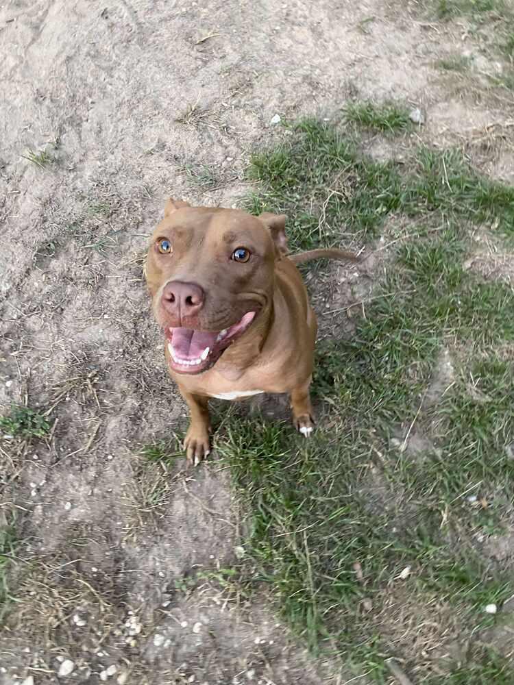Enlarge Luna, a Adoptable Labrador Retriever in Milton, FL image 2/6