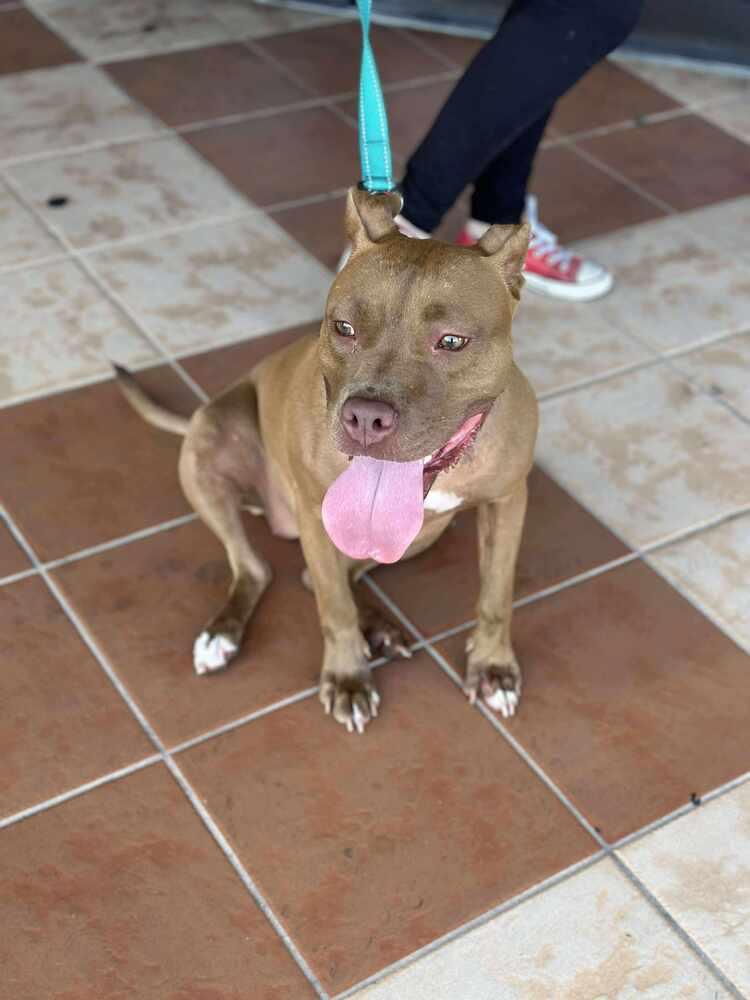 Enlarge Luna, a Adoptable Labrador Retriever in Milton, FL image 3/6