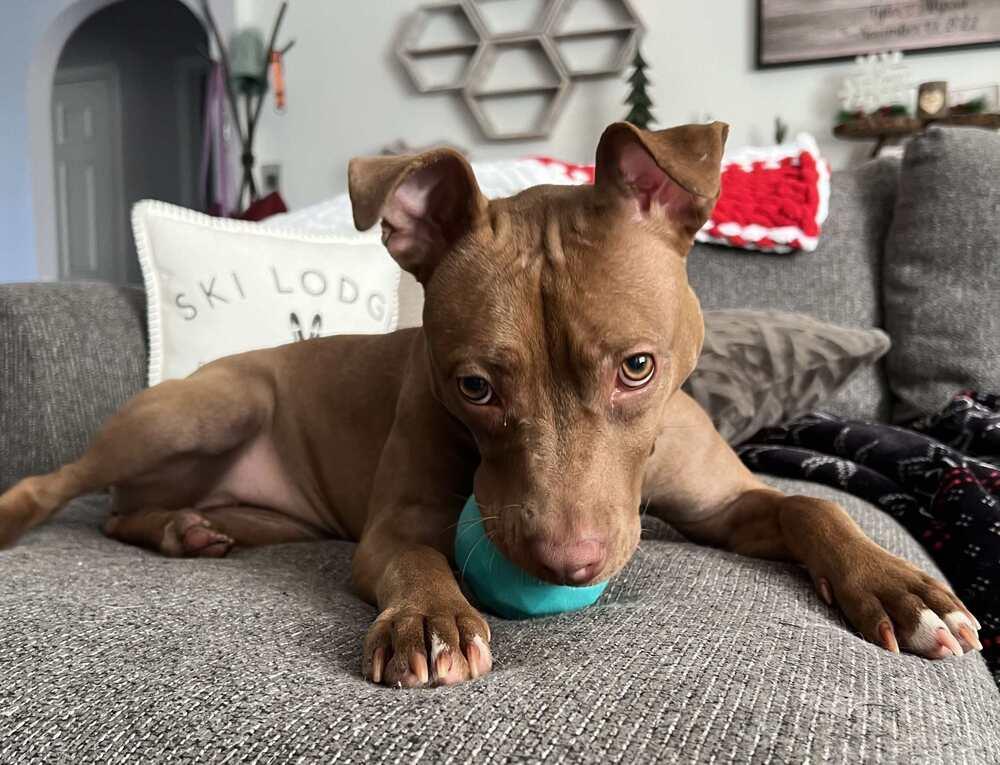 Enlarge Luna, a Adoptable Labrador Retriever in Milton, FL image 4/6