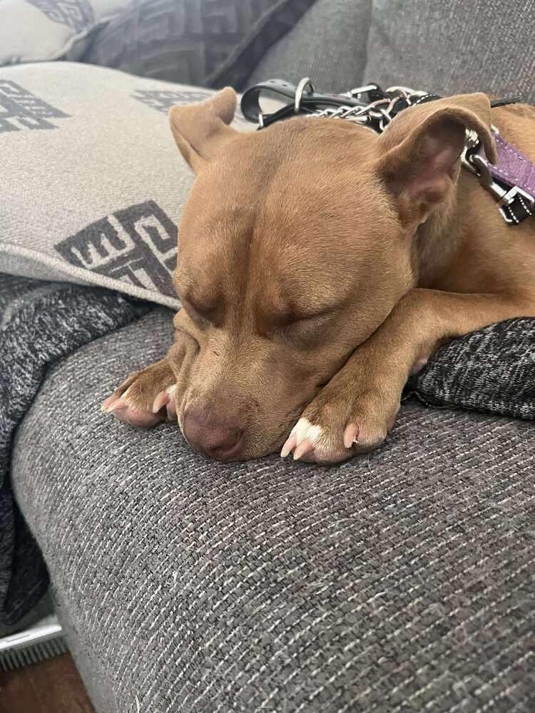 Enlarge Luna, a Adoptable Labrador Retriever in Milton, FL image 5/6