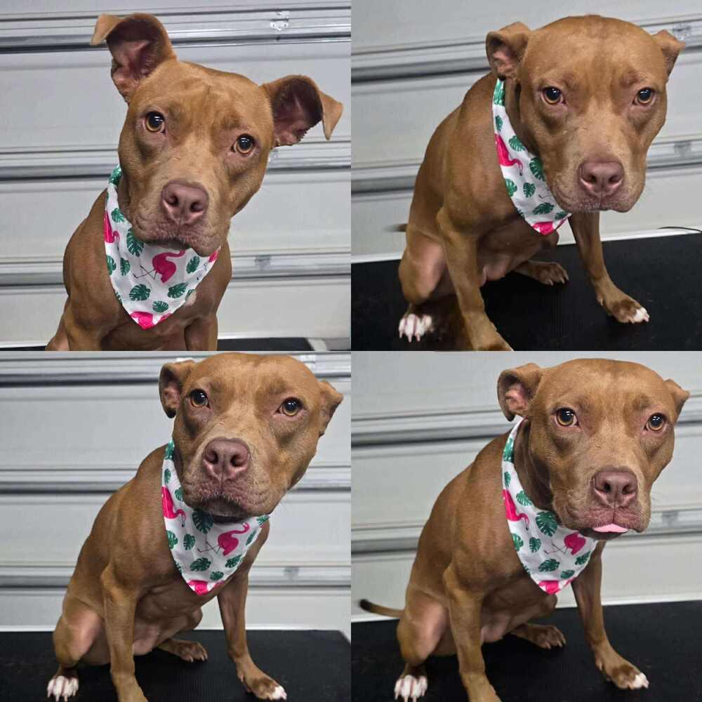 Enlarge Luna, a Adoptable Labrador Retriever in Milton, FL image 6/6