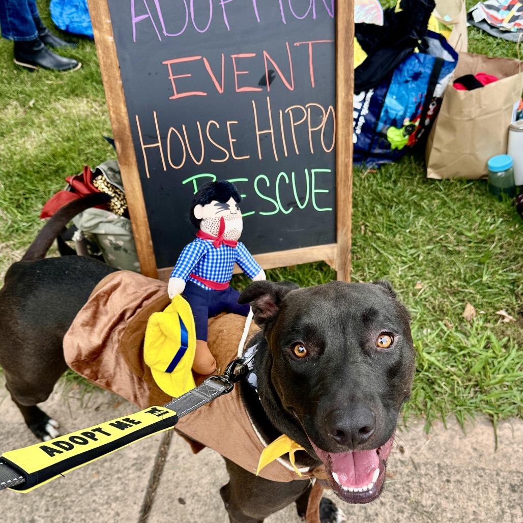 Bailey, Adoptable, Young Male Black Labrador Retriever & Border Collie.
