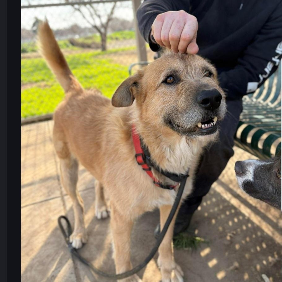 Enlarge Ruff - Happy Dog Needs Happy Home - Available to foster or adopt, an adoptable mixed breed in Seattle, WA image 2/5