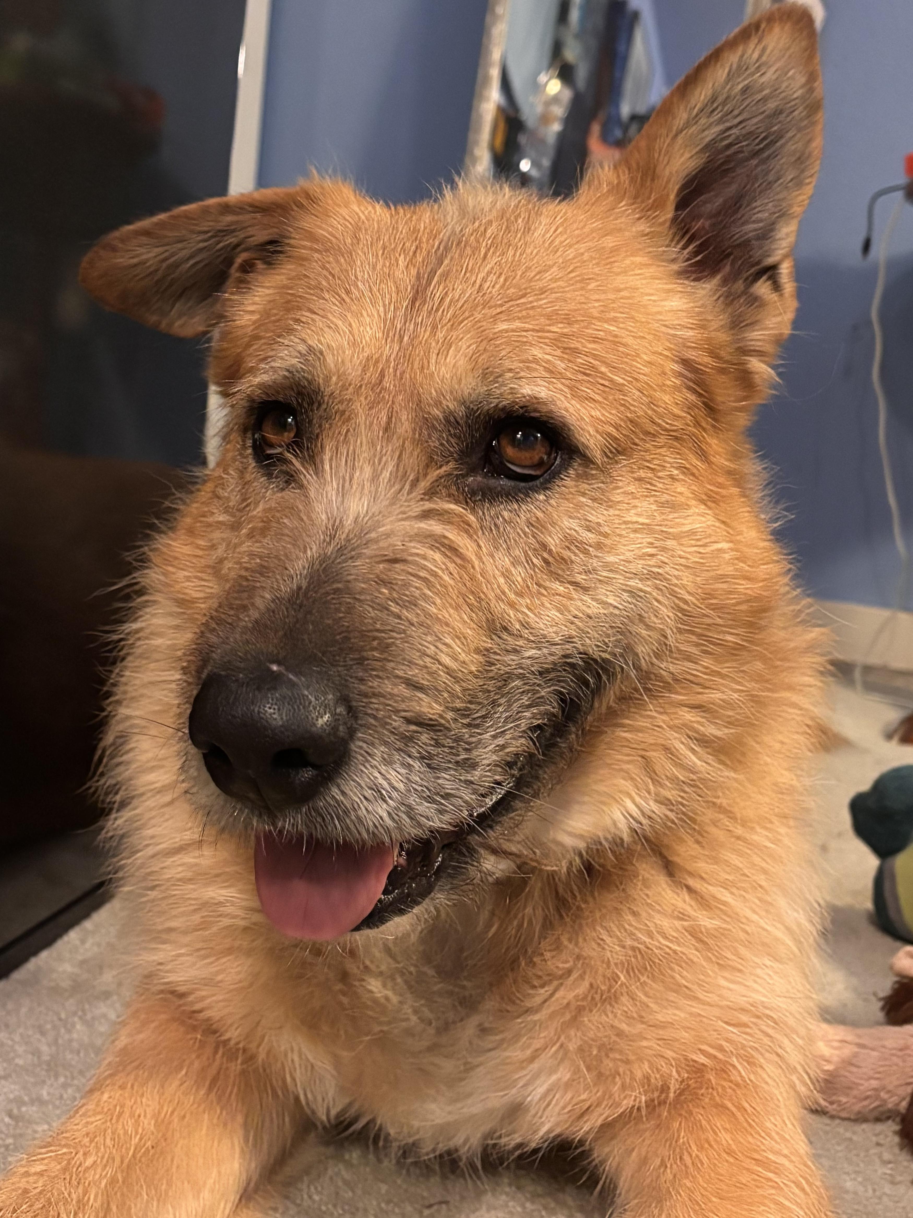 Enlarge Ruff - Happy Dog Needs Happy Home - Available to foster or adopt, an adoptable mixed breed in Seattle, WA image 4/5