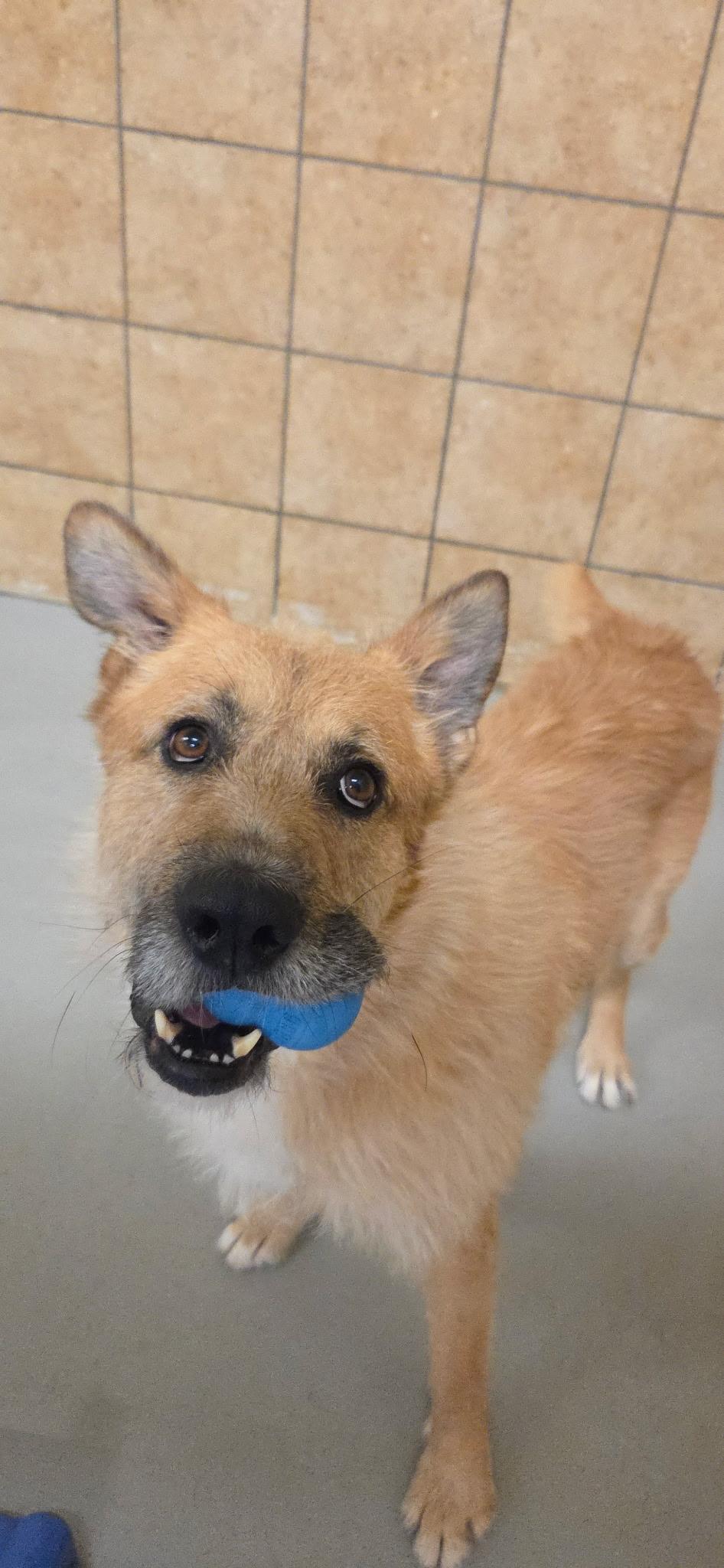 Enlarge Ruff - Happy Dog Needs Happy Home - Available to foster or adopt, an adoptable mixed breed in Seattle, WA image 1/5
