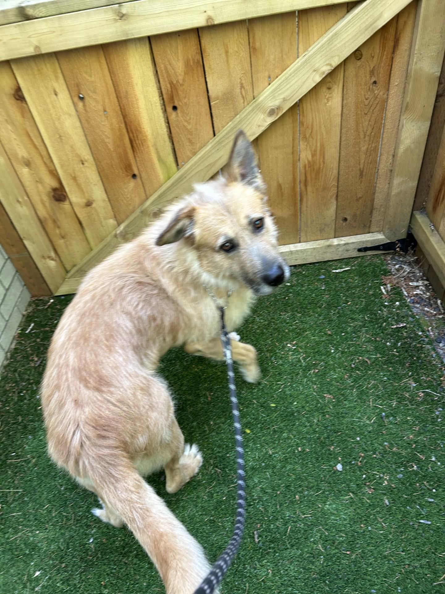 Enlarge Ruff - Happy Dog Needs Happy Home - Available to foster or adopt, an adoptable mixed breed in Seattle, WA image 5/5