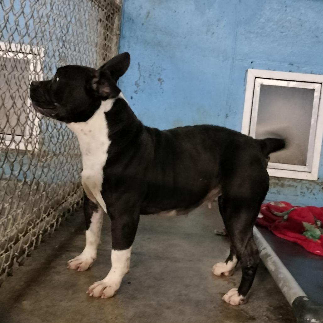 Enlarge Izzelle, a Adoptable Pit Bull Terrier in Brooksville, KY image 1/1