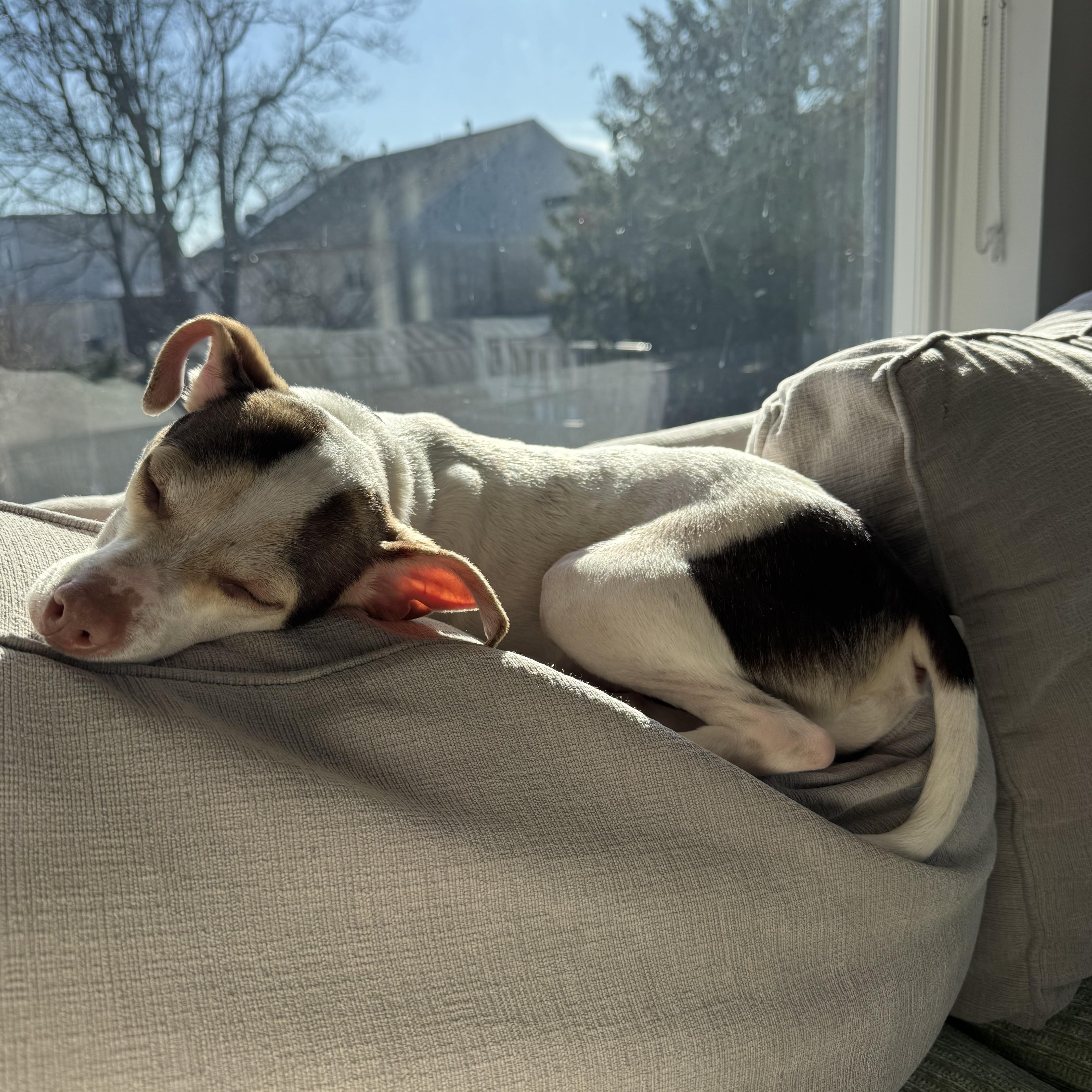 Enlarge Zyler, a ADOPTABLE mixed breed in Abington, PA image 2/6