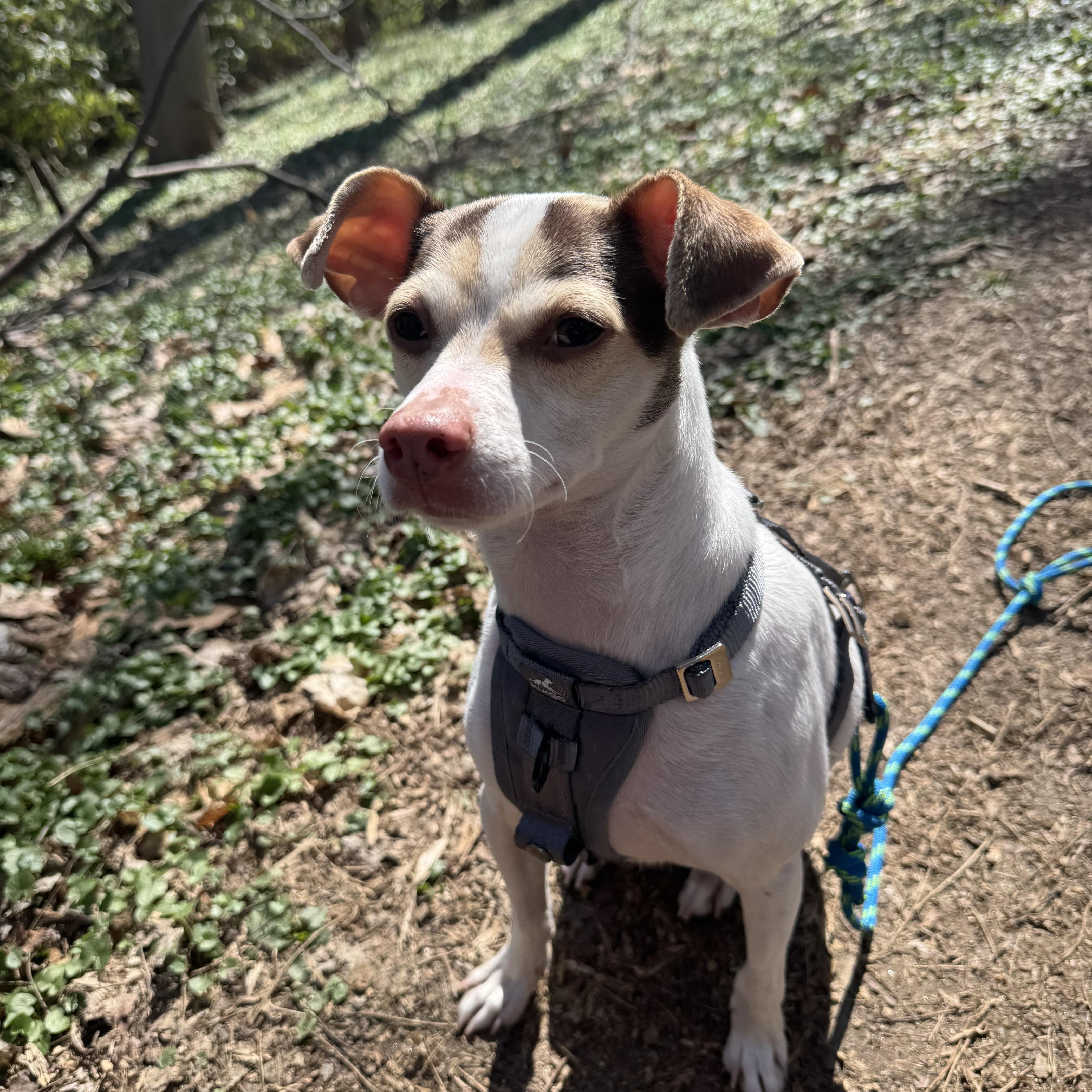 Zyler, ADOPTABLE, Adult Male Italian Greyhound & Chihuahua.