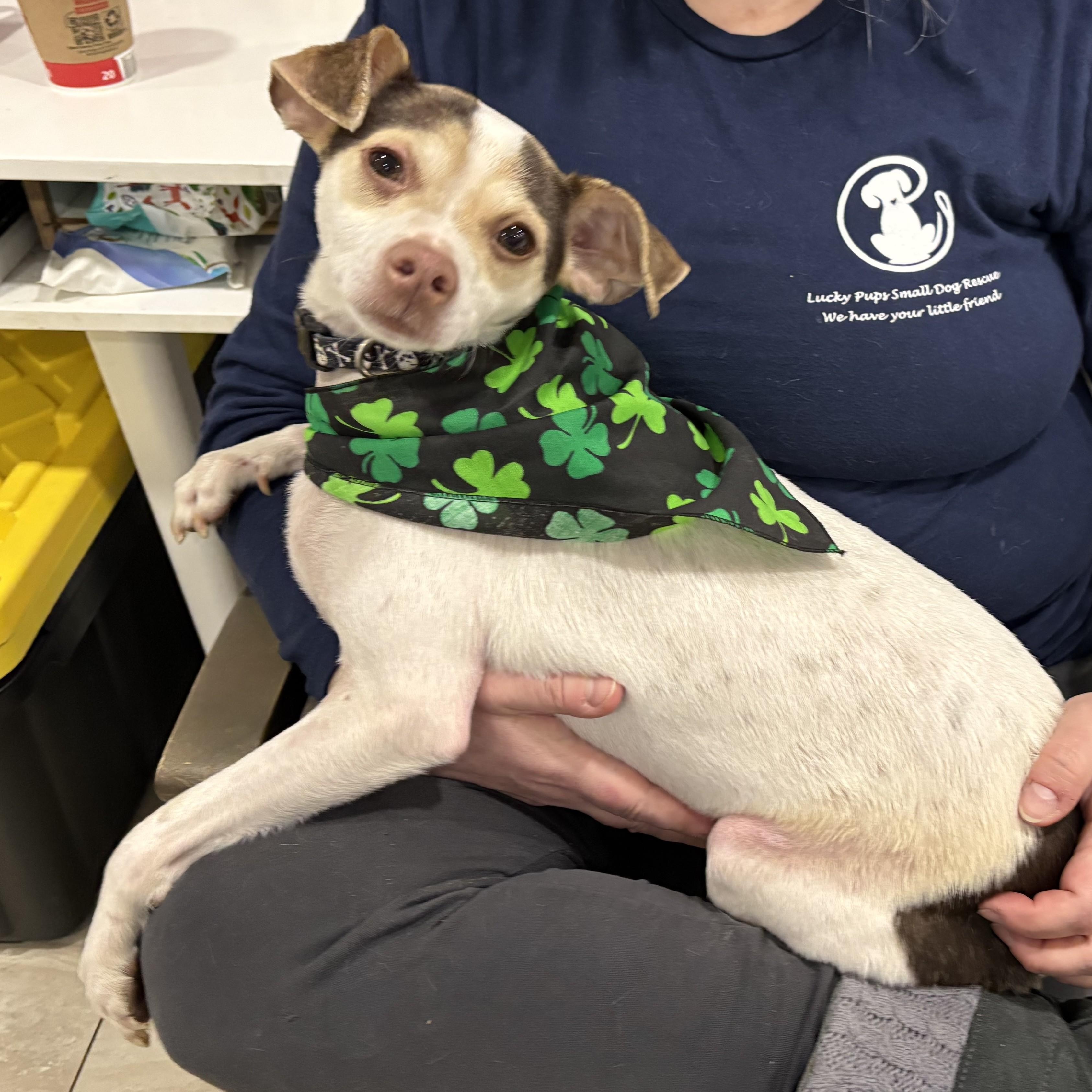 Zyler, ADOPTABLE, Adult Male Italian Greyhound & Chihuahua.