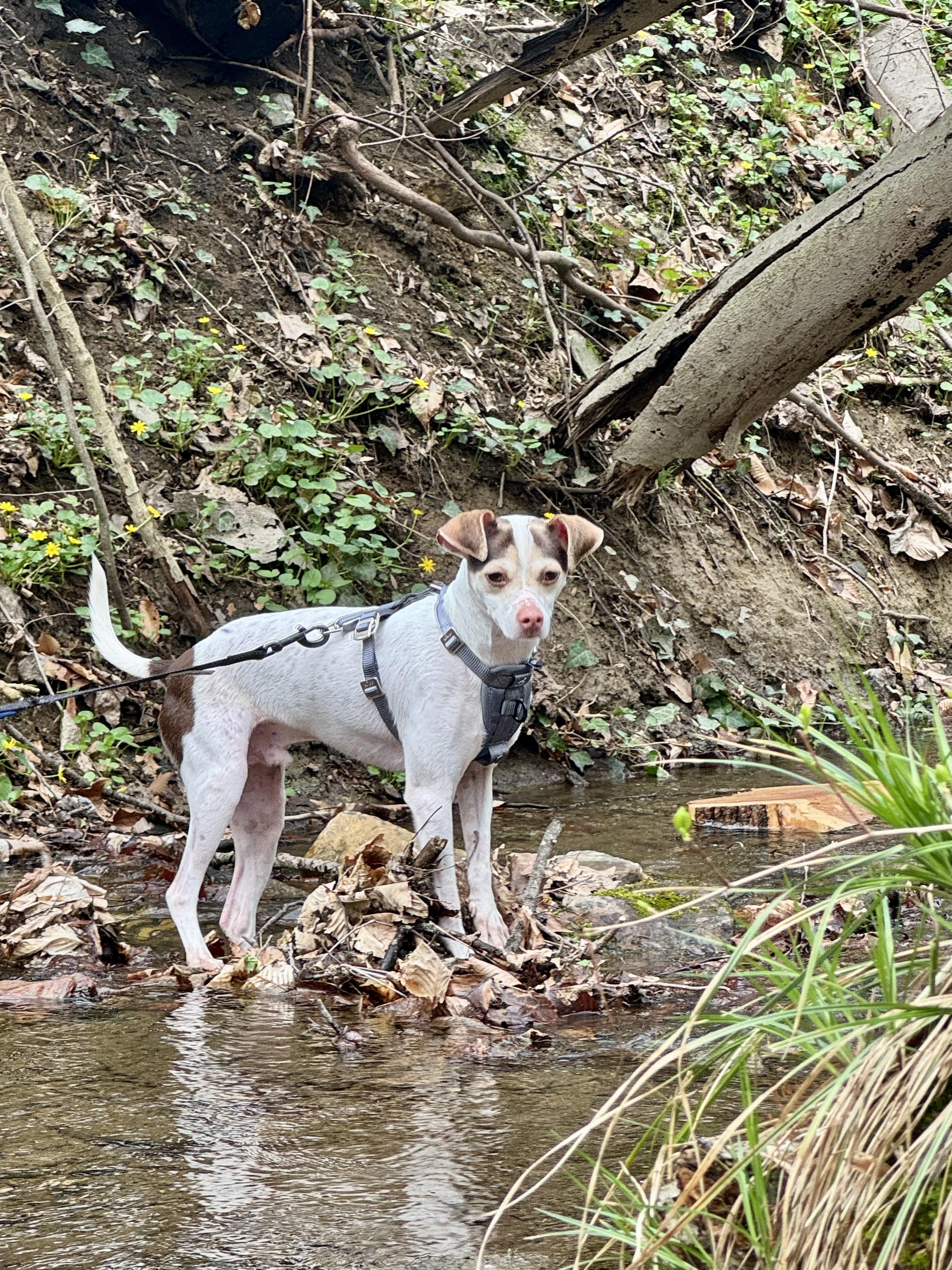 Enlarge Zyler, a ADOPTABLE mixed breed in Abington, PA image 4/6