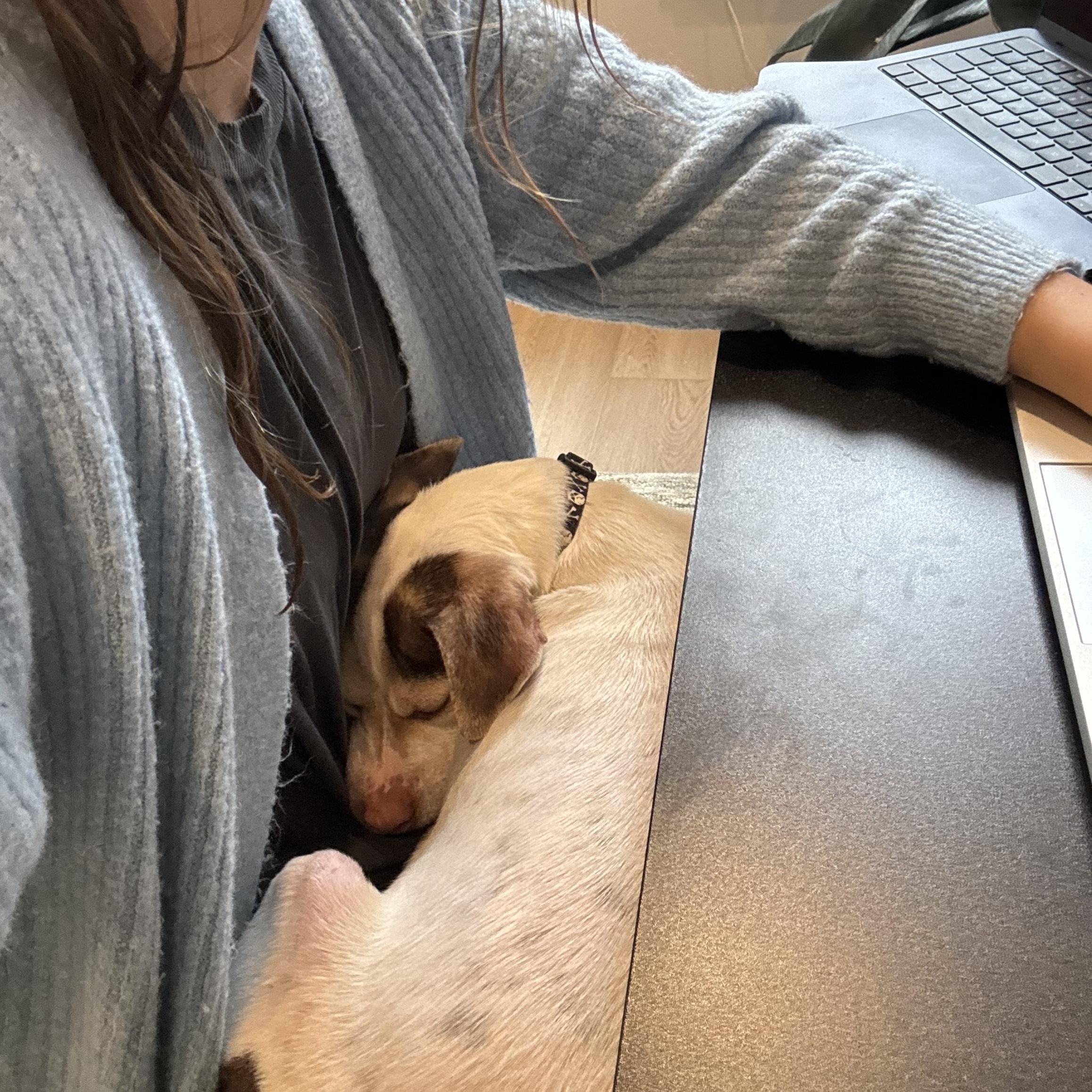 Enlarge Zyler, a ADOPTABLE mixed breed in Abington, PA image 3/6