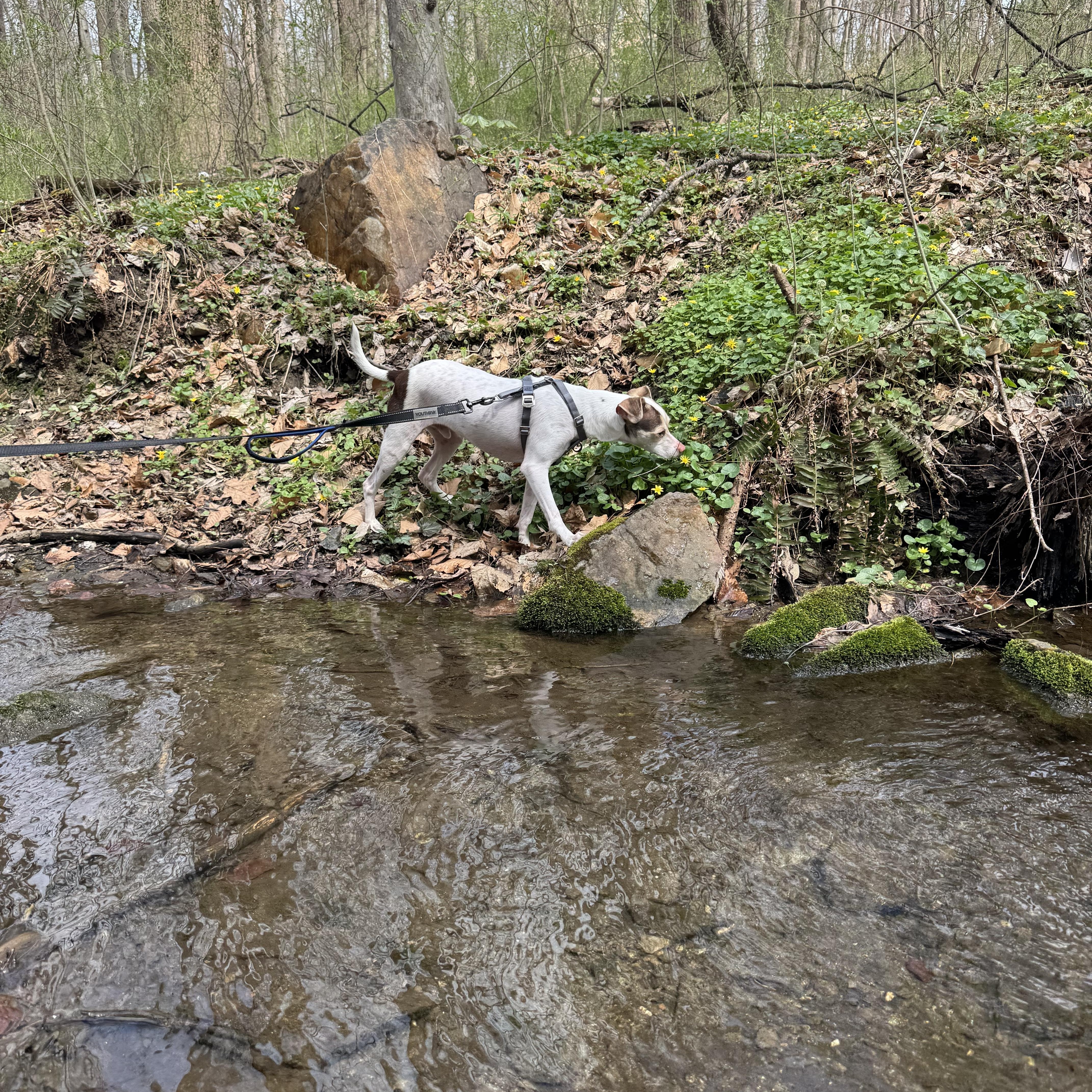Enlarge Zyler, a ADOPTABLE mixed breed in Abington, PA image 6/6