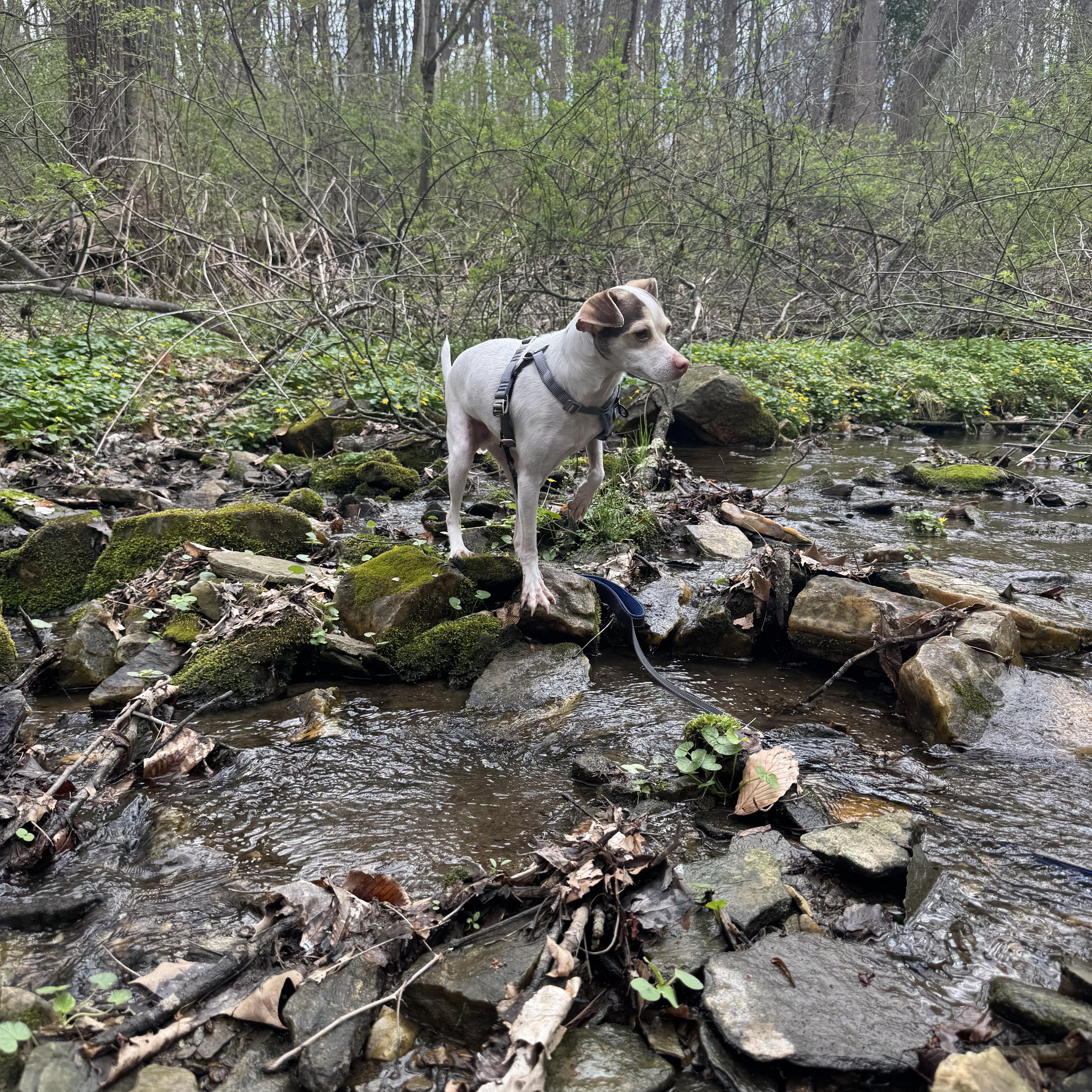 Enlarge Zyler, a ADOPTABLE mixed breed in Abington, PA image 5/6
