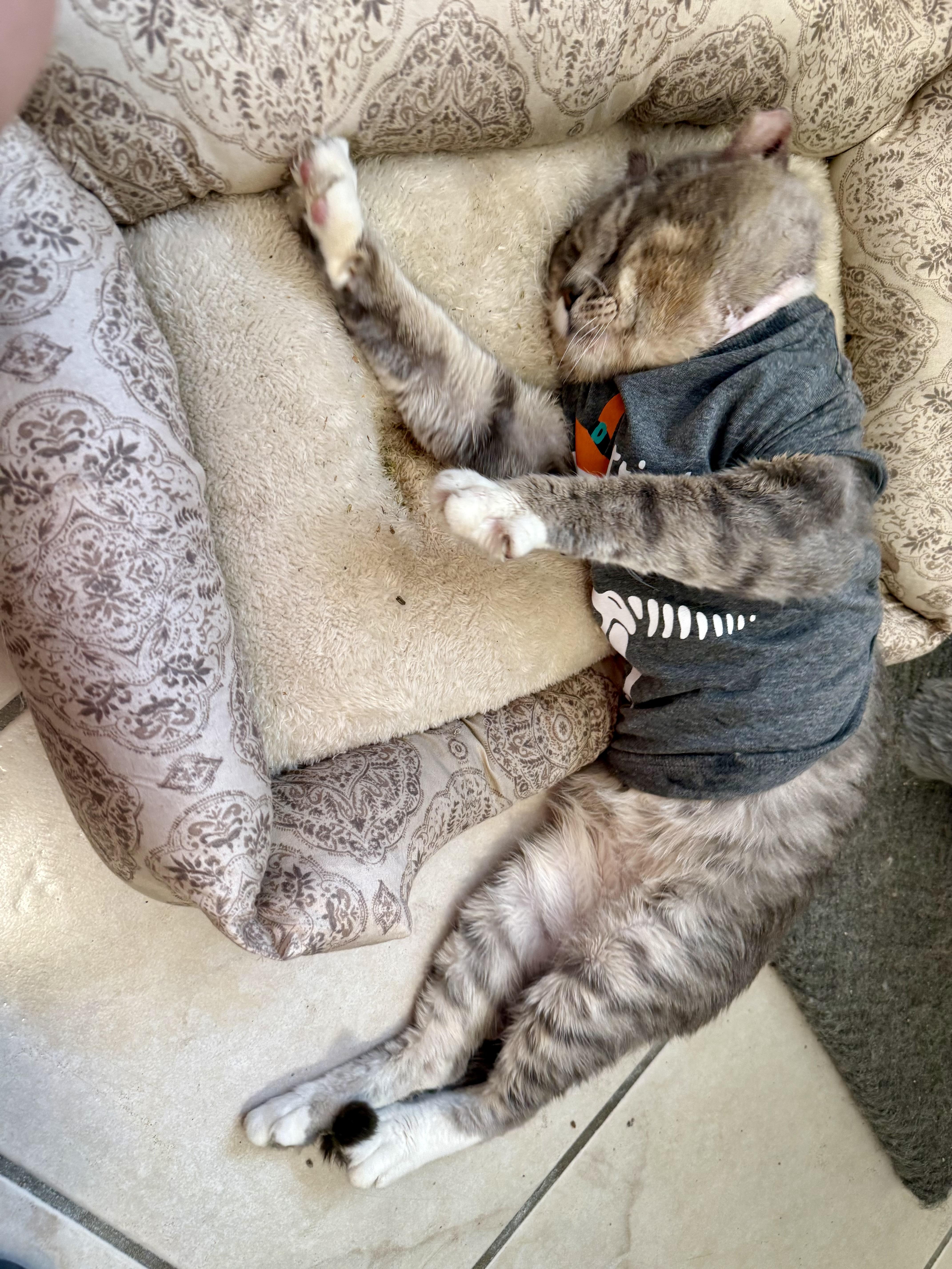 Enlarge Moti, a ADOPTABLE Domestic Short Hair in Miami, FL image 3/4