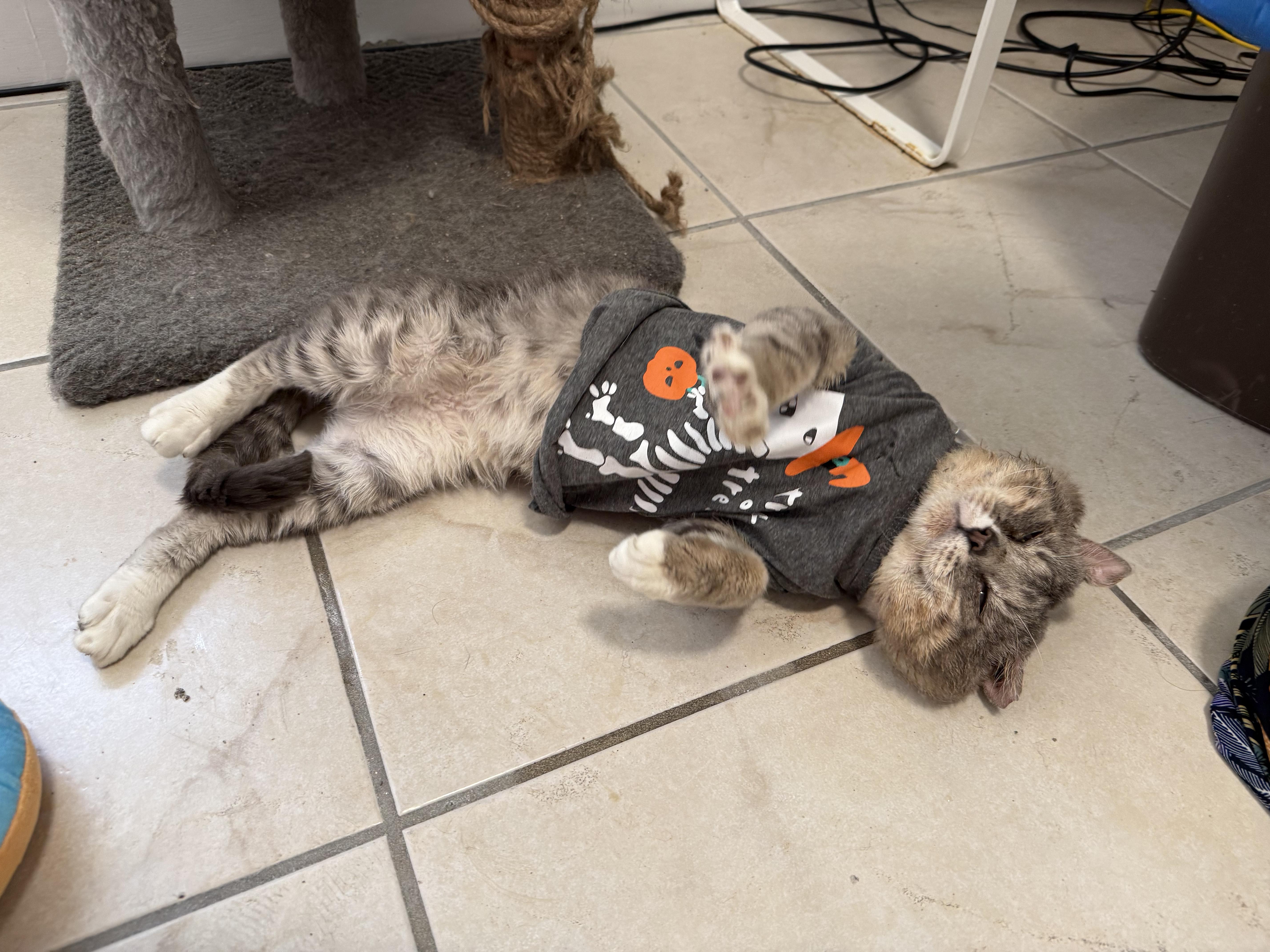 Enlarge Moti, a ADOPTABLE Domestic Short Hair in Miami, FL image 4/4