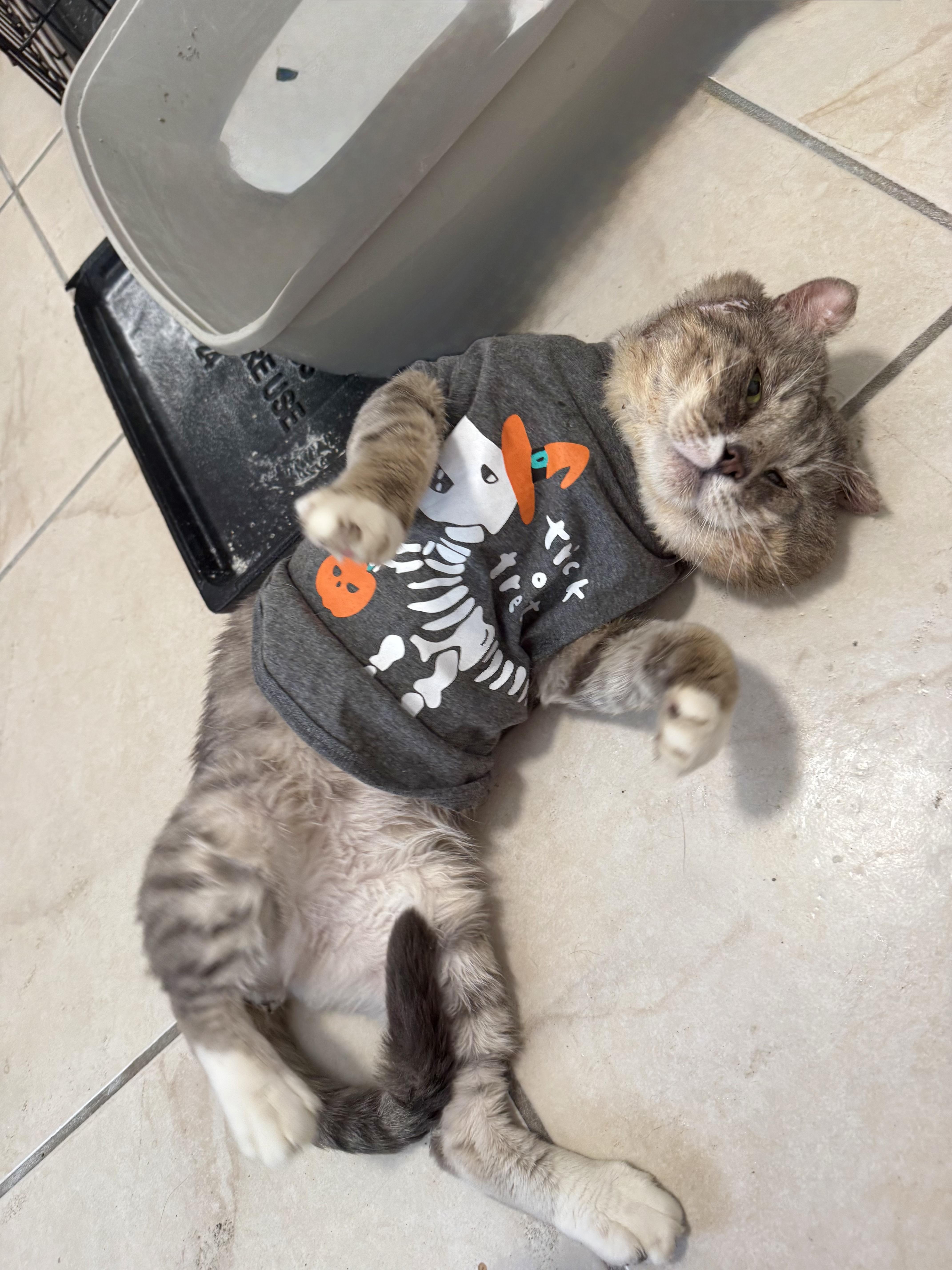Moti, ADOPTABLE, Adult Male Domestic Short Hair.