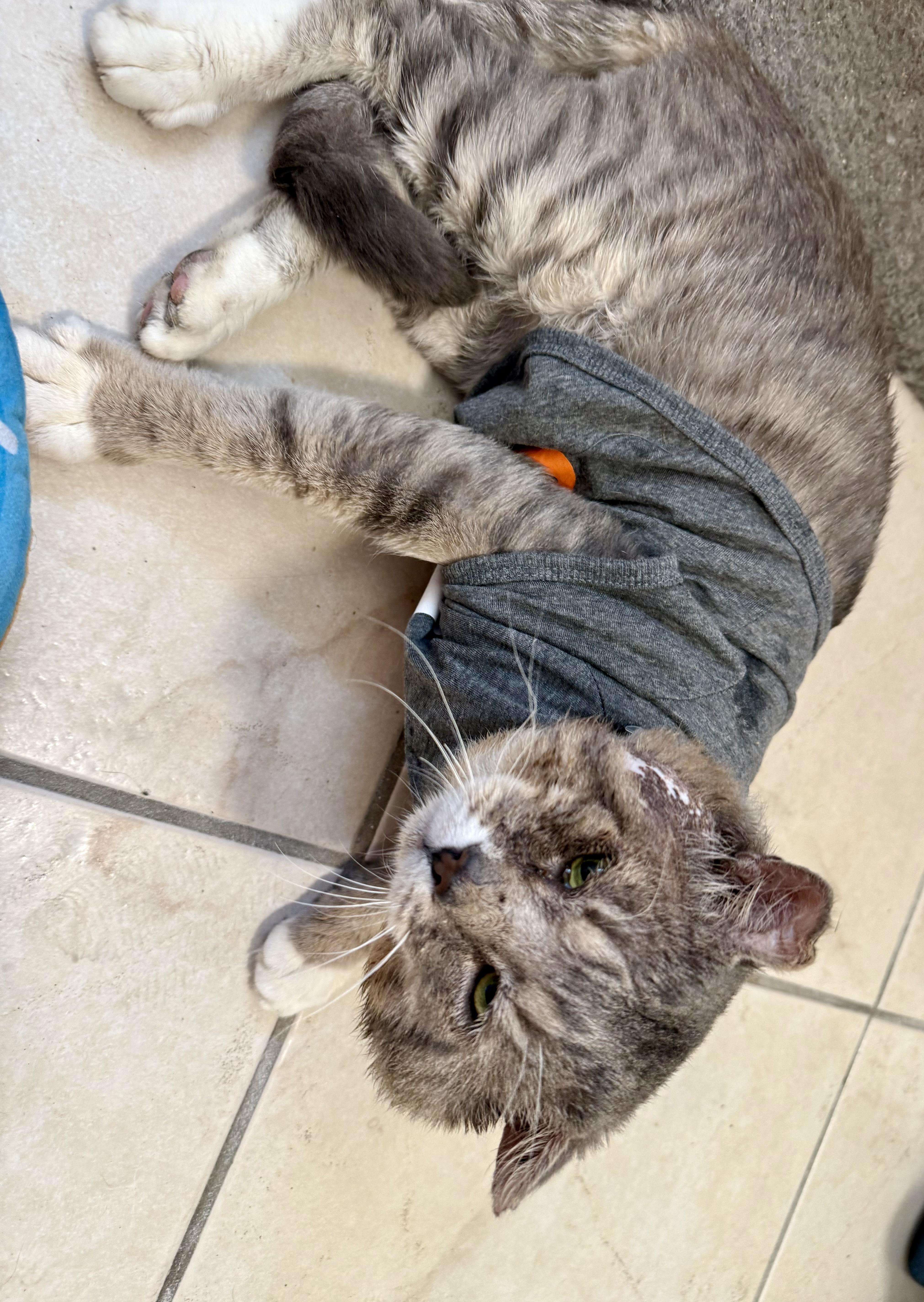 Enlarge Moti, a ADOPTABLE Domestic Short Hair in Miami, FL image 2/4