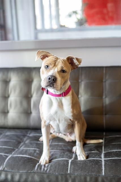 Enlarge CHAI, a Adoptable Pit Bull Terrier in Brewster, MA image 1/1