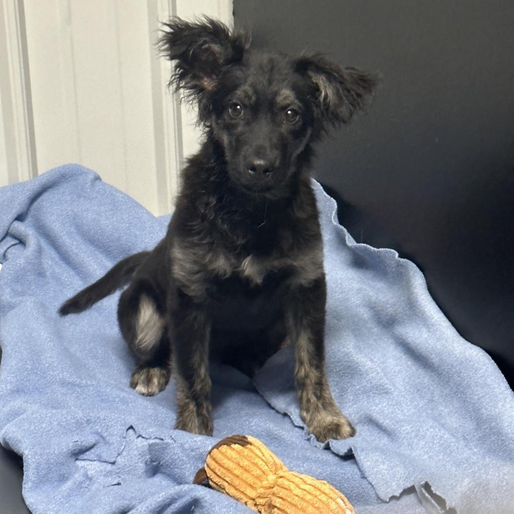 Enlarge Otis, a Adopted mixed breed in Melfort, SK image 1/1