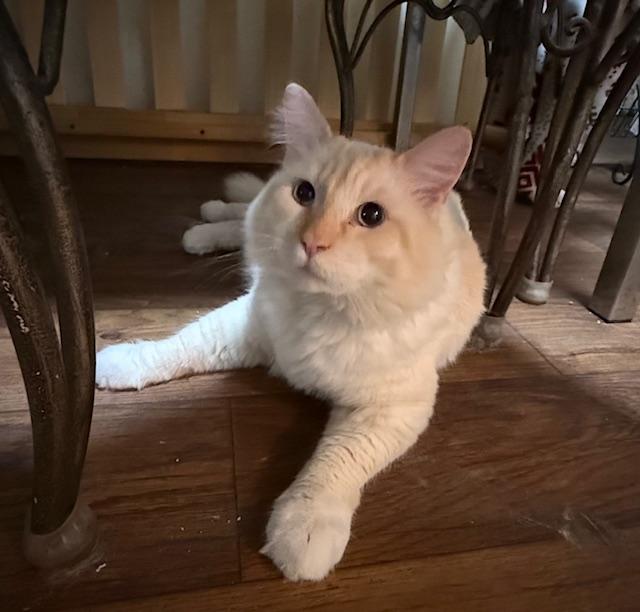 Theodore (2 years), an adopted mixed breed in Gig Harbor, WA image 5/5