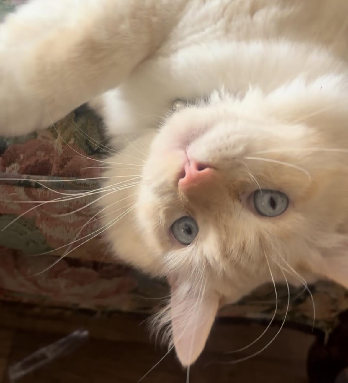 Theodore (2 years), adopted, Adult Male Domestic Long Hair & Siamese.