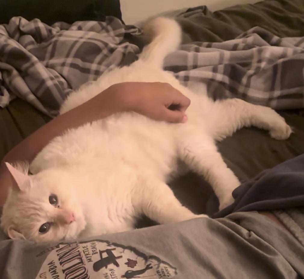 Theodore (2 years), an adopted mixed breed in Gig Harbor, WA image 3/5