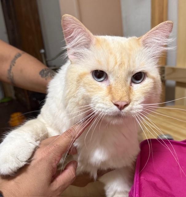 Theodore (2 years), an adopted mixed breed in Gig Harbor, WA image 4/5