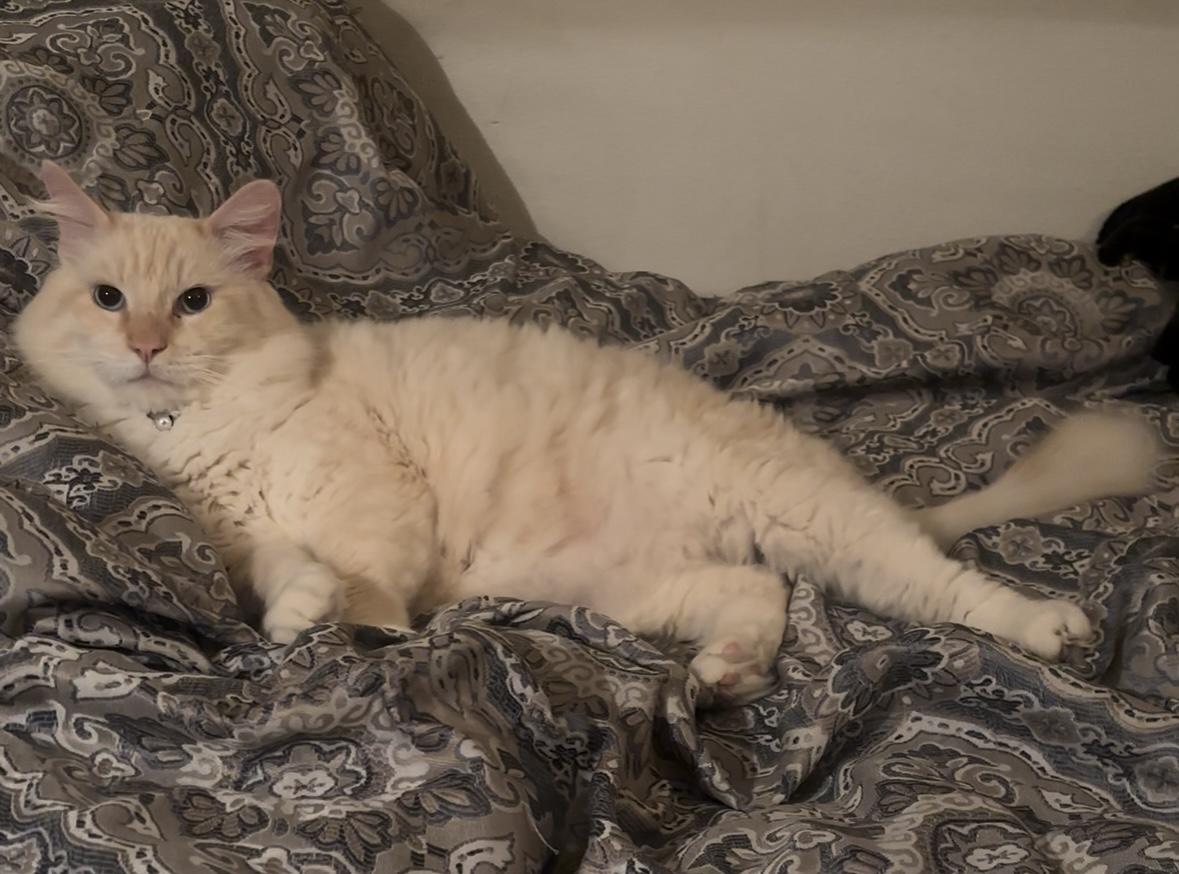 Theodore (2 years), an adopted mixed breed in Gig Harbor, WA image 2/5