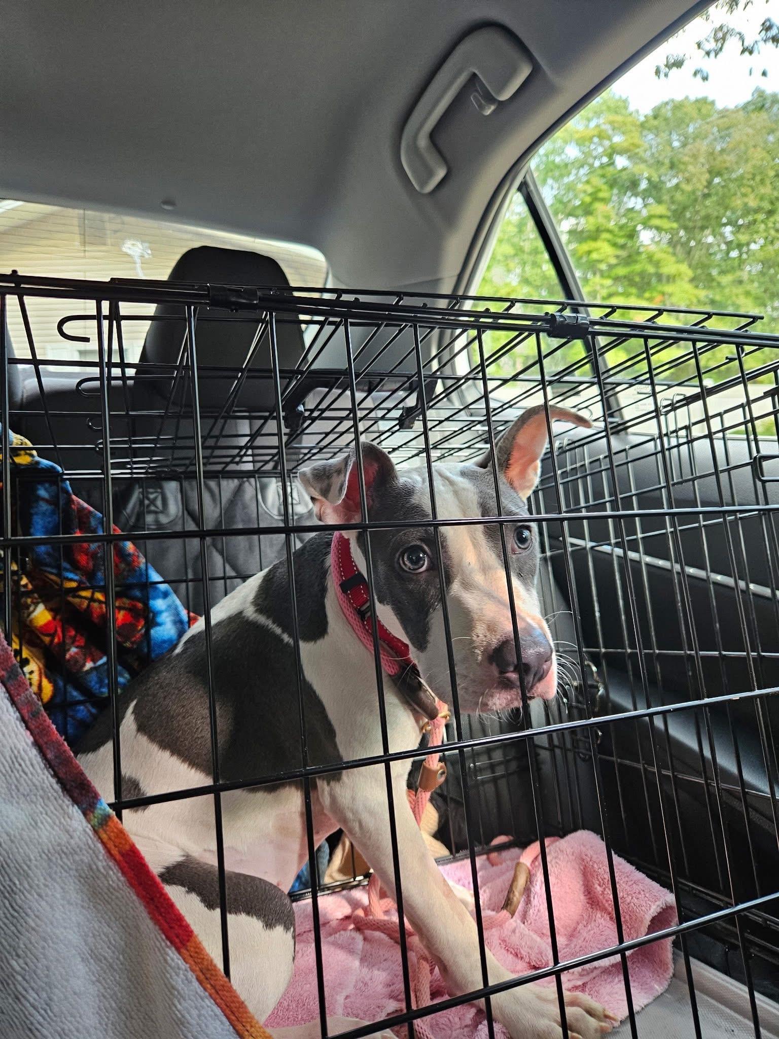 Apple, a Adoptable mixed breed in Jackson , NJ image 1/4