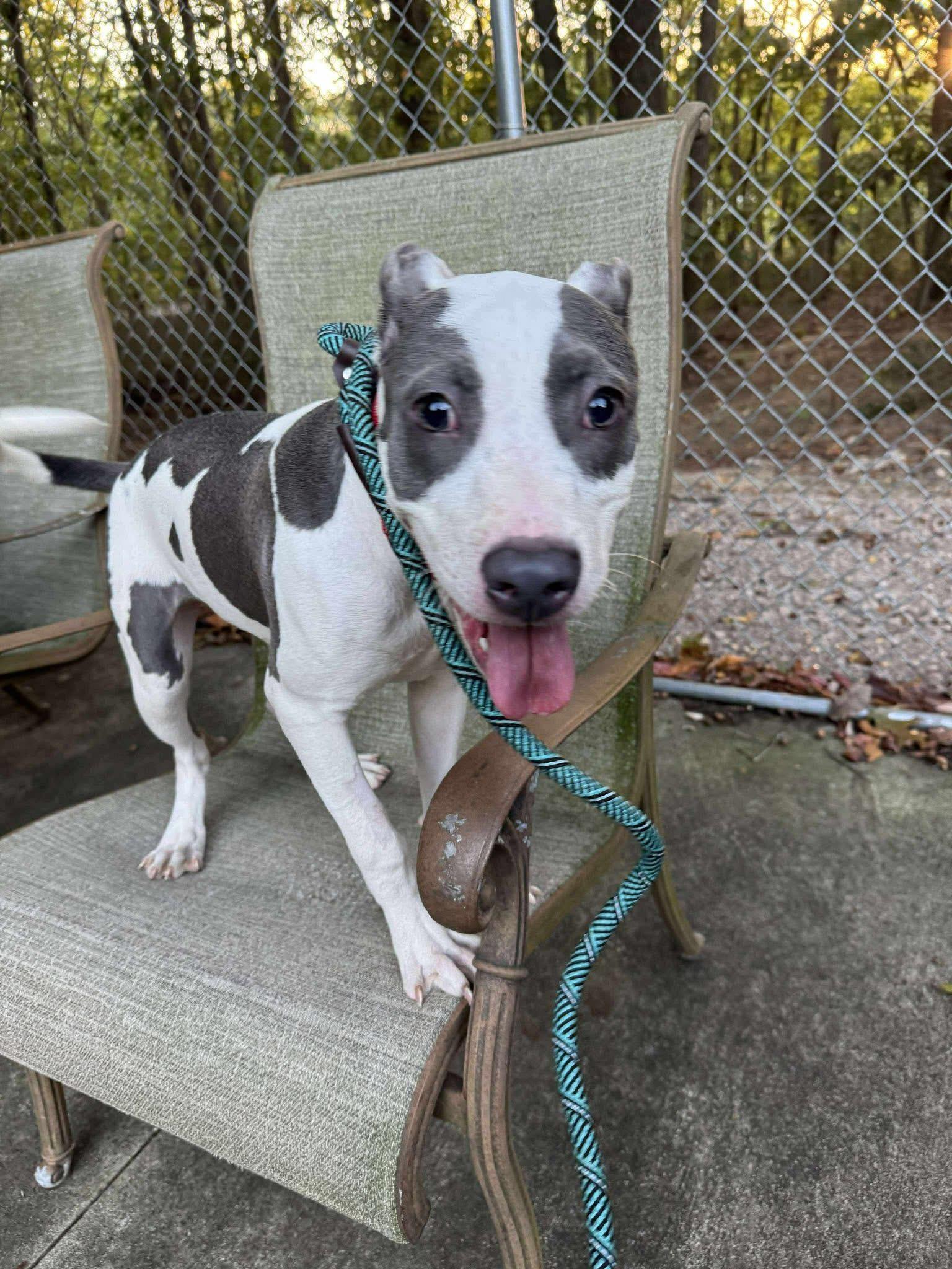 Apple, a Adoptable mixed breed in Jackson , NJ image 2/4