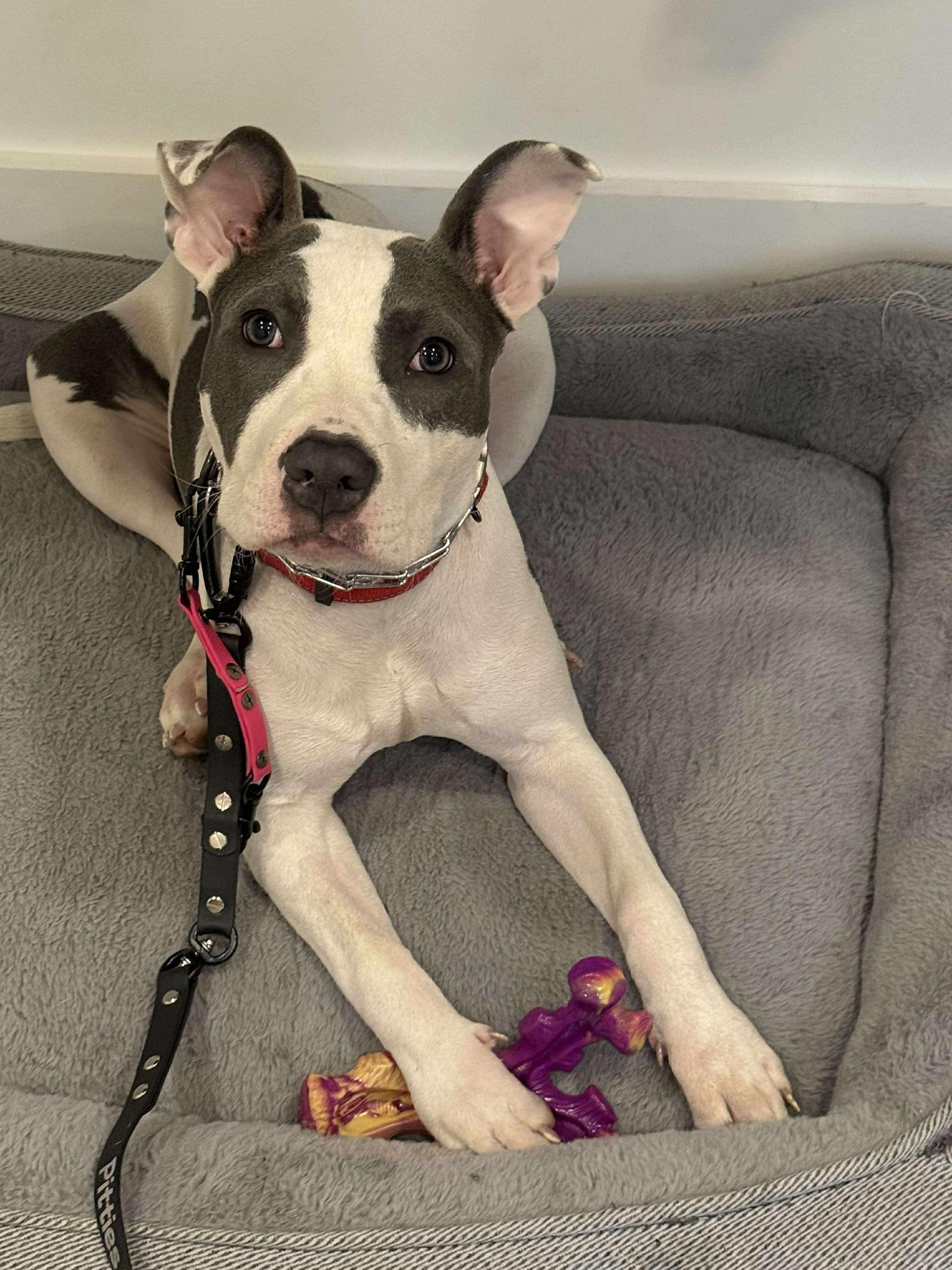 Apple, a Adoptable mixed breed in Jackson , NJ image 3/4