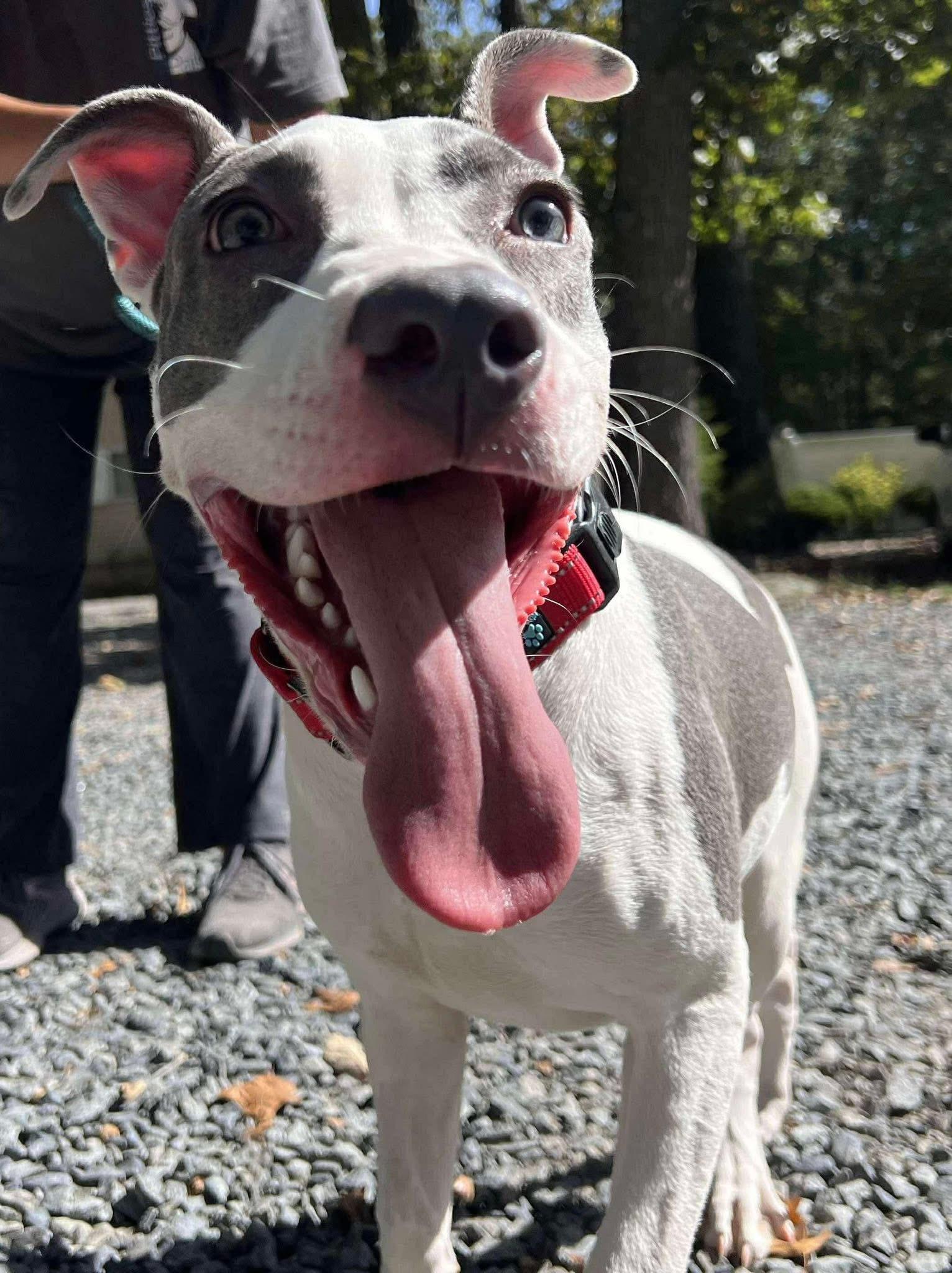 Apple, Adoptable, Puppy Female Pit Bull Terrier.