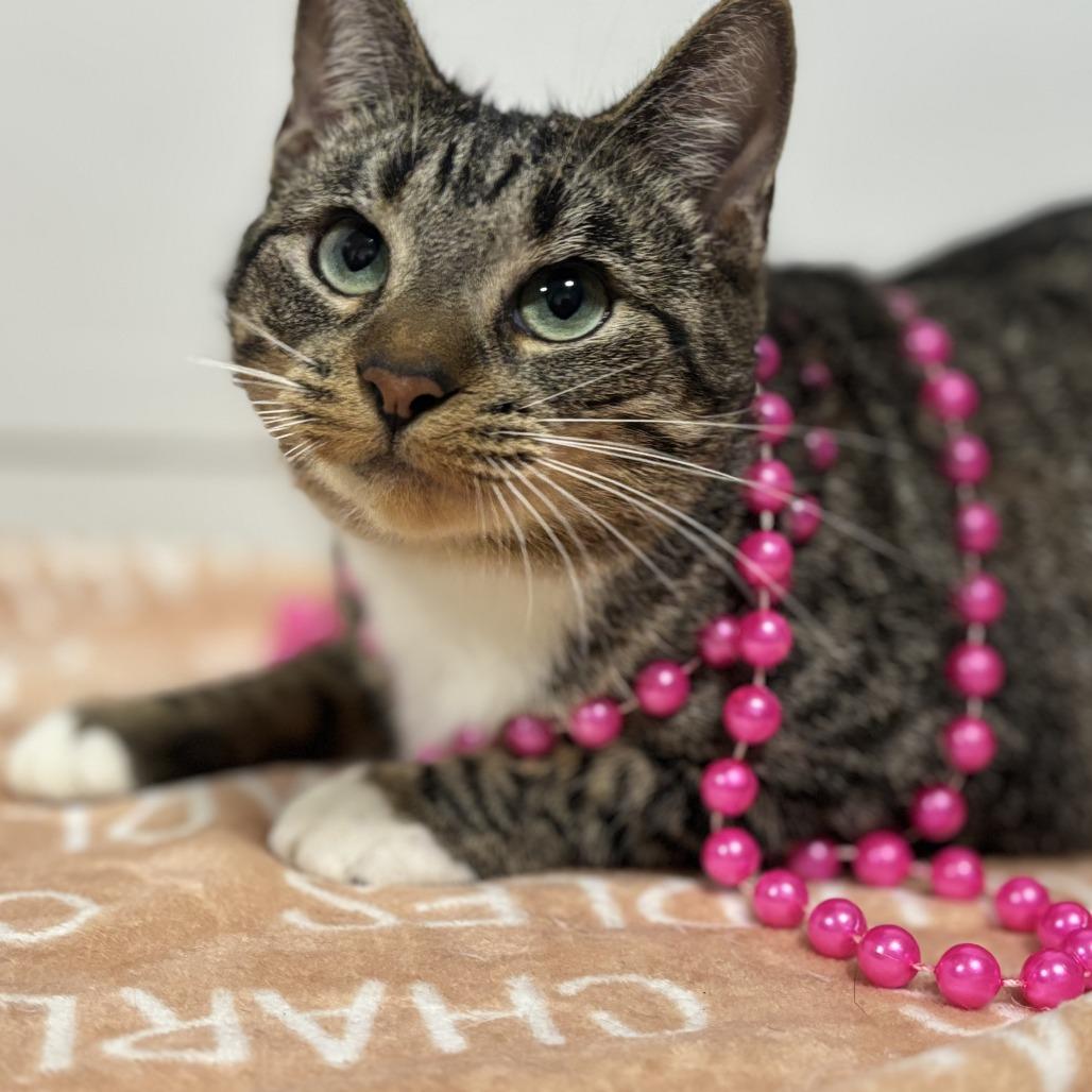 Dottie, Adoptable, Adult Female Domestic Short Hair.