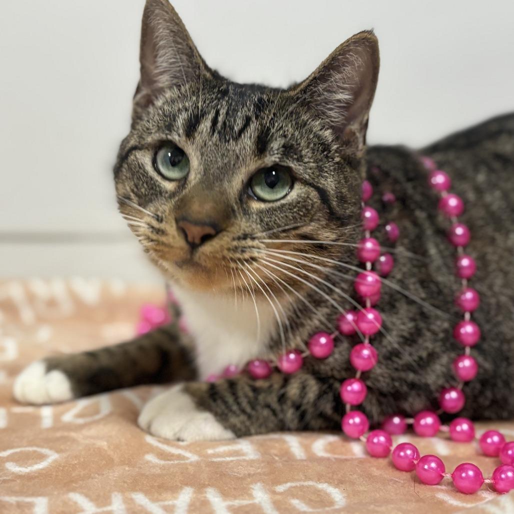 Dottie, a Adoptable Domestic Short Hair in Lucedale, MS image 6/6