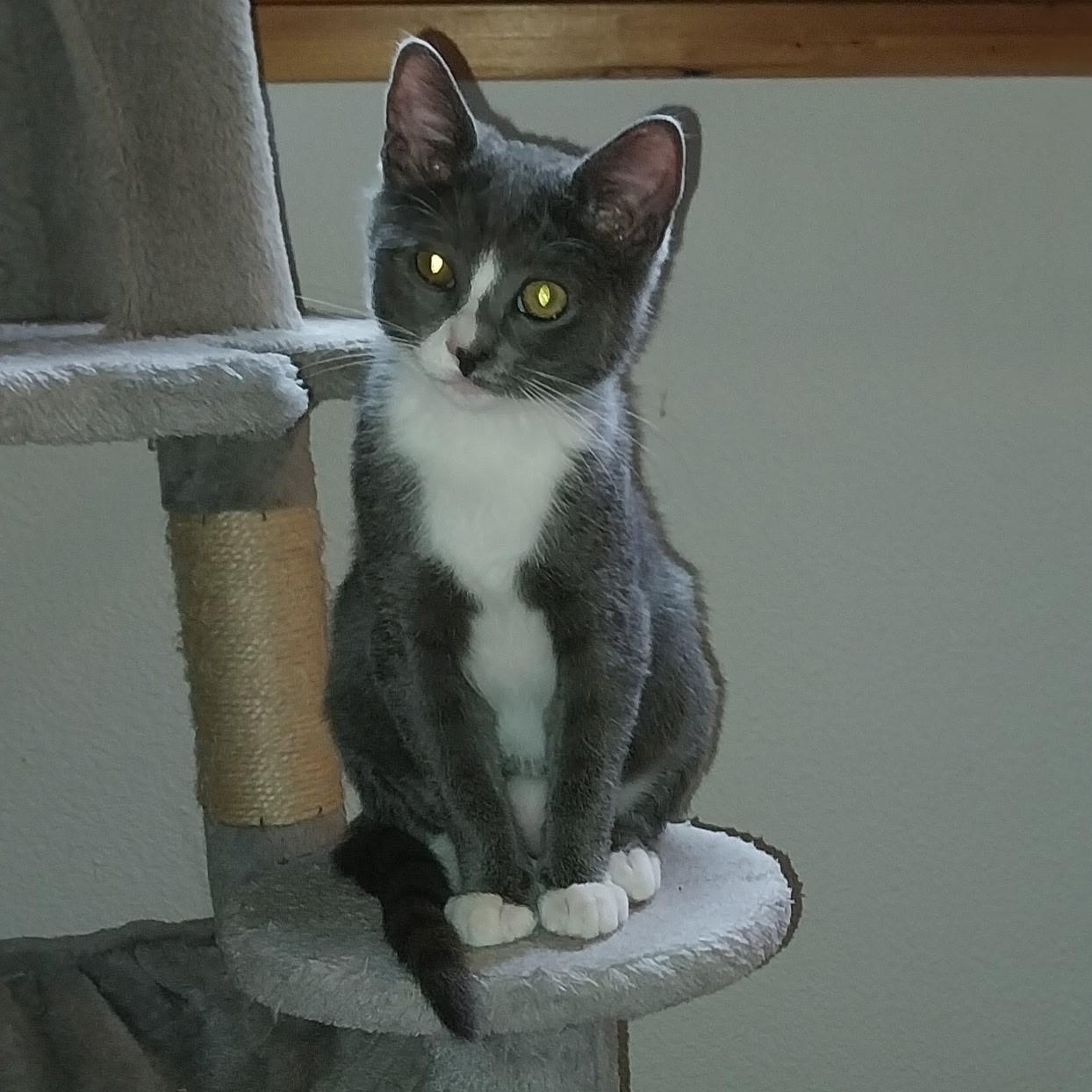 Enlarge Nellie & Daisy, a ADOPTABLE Domestic Short Hair in WINLOCK, WA image 3/4