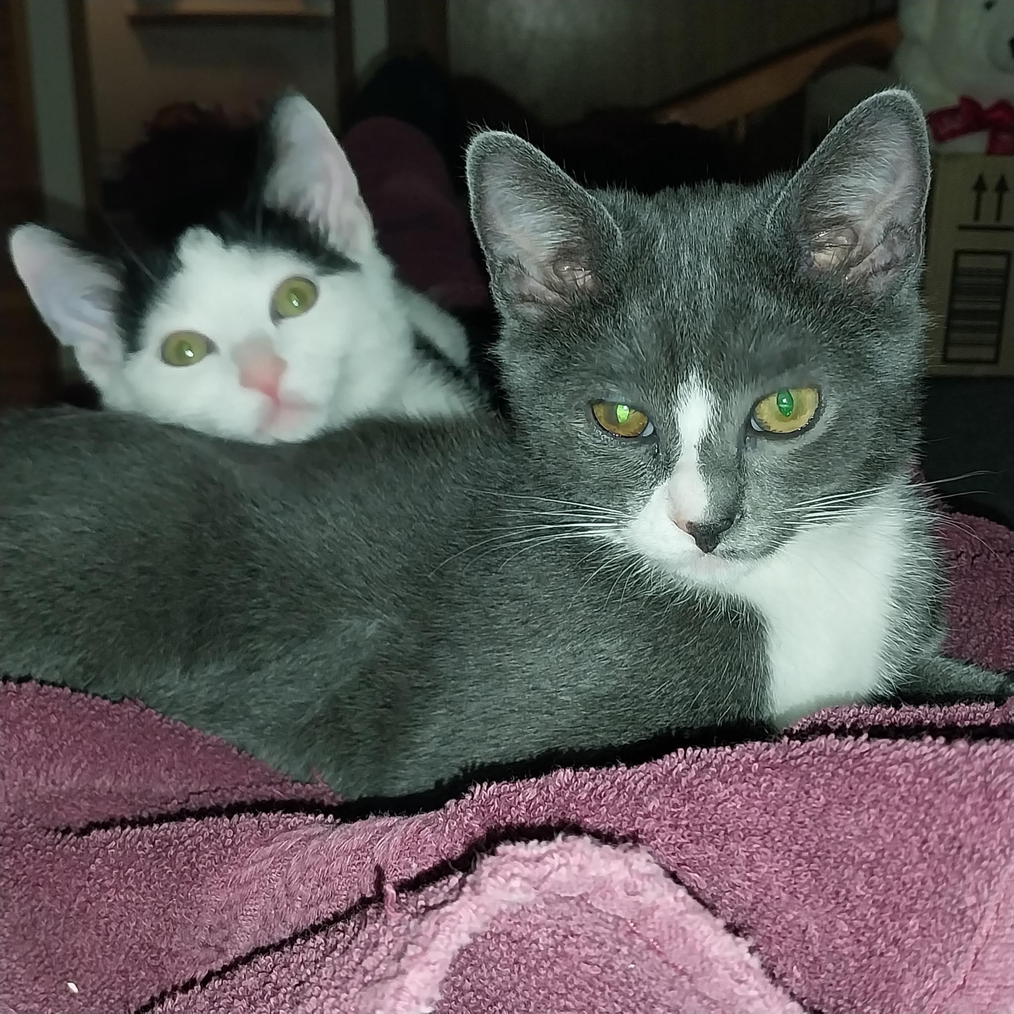 Enlarge Nellie & Daisy, a ADOPTABLE Domestic Short Hair in WINLOCK, WA image 1/4