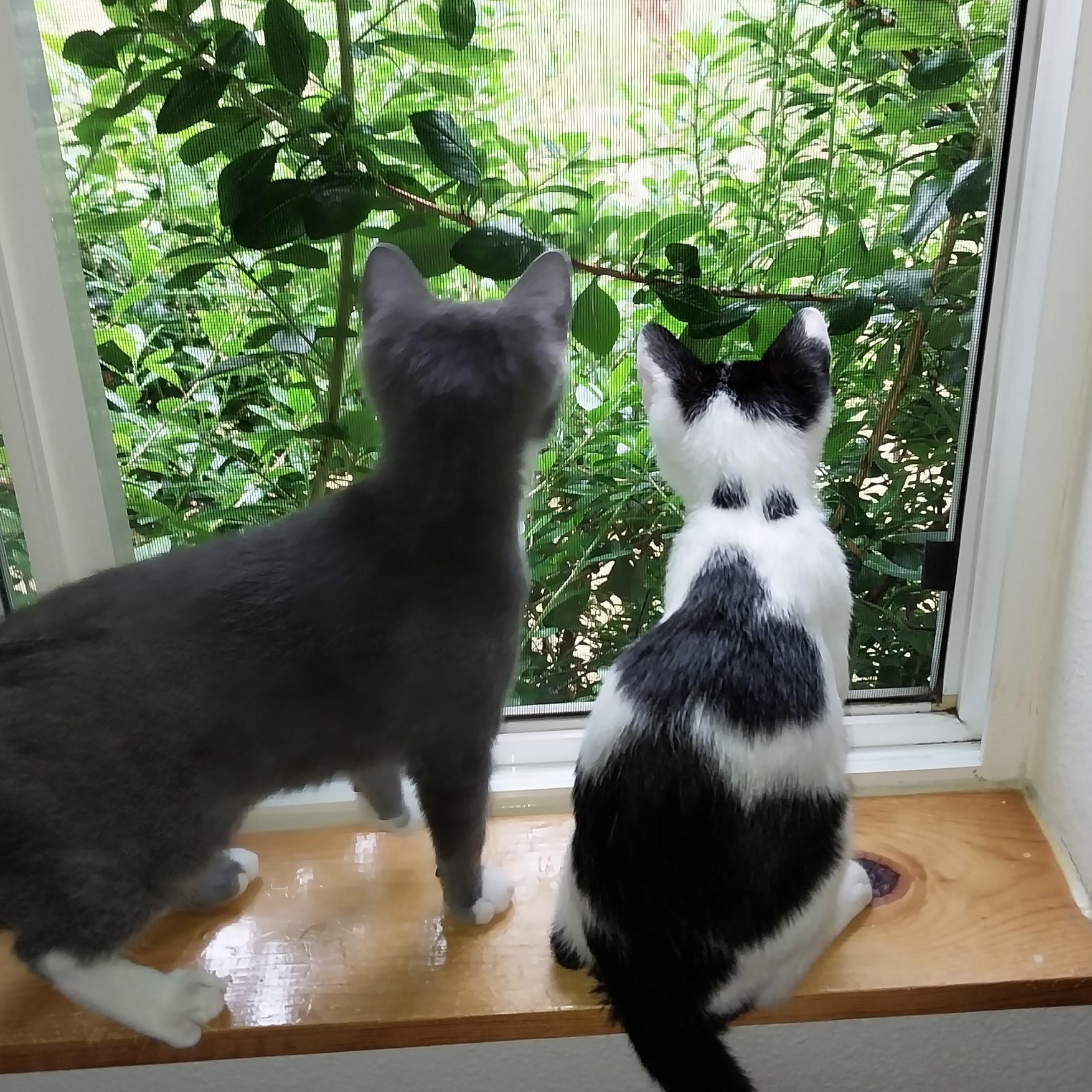 Enlarge Nellie & Daisy, a ADOPTABLE Domestic Short Hair in WINLOCK, WA image 2/4