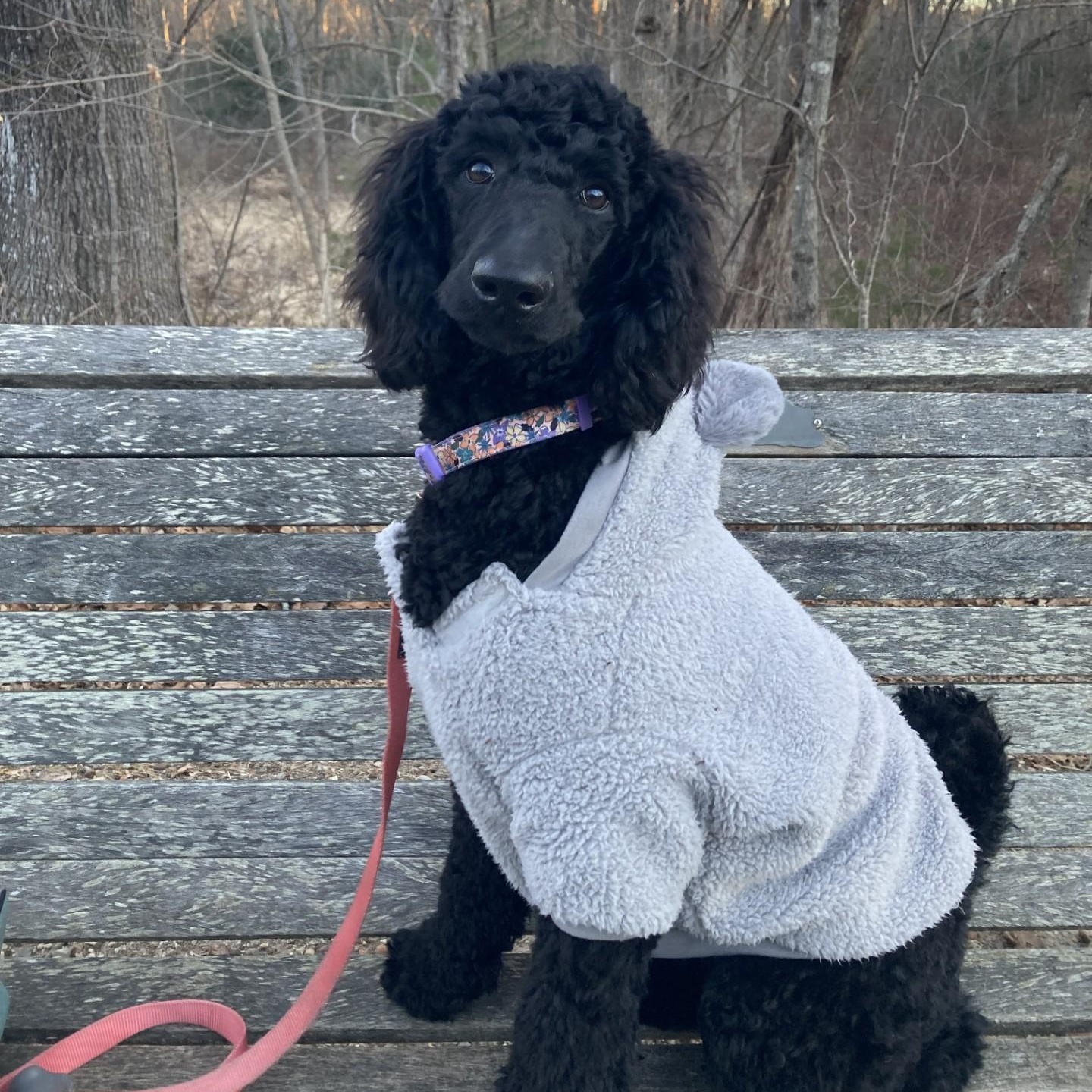 Enlarge Juliette-Courtesy Posting, a Adoptable mixed breed in Sudbury, MA image 3/4