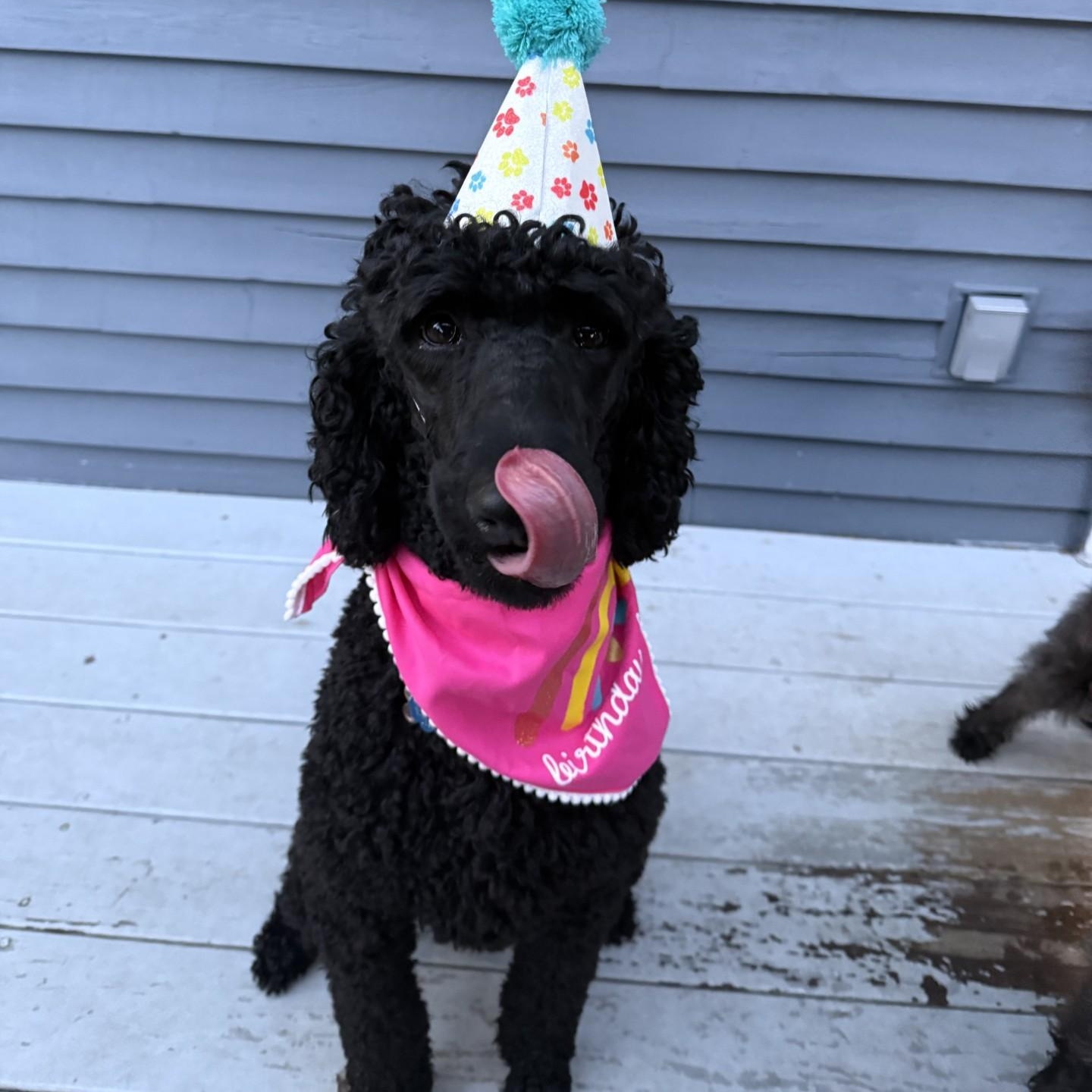 Juliette-Courtesy Posting, Adoptable, Young Female Standard Poodle & Poodle.