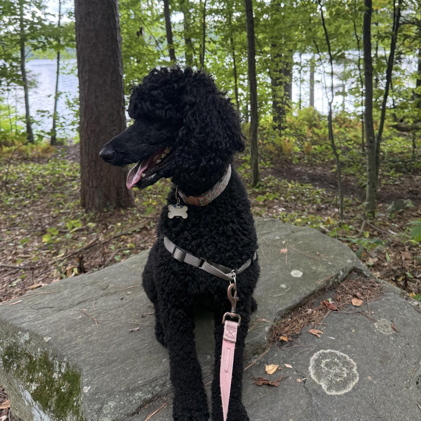 Enlarge Juliette-Courtesy Posting, a Adoptable mixed breed in Sudbury, MA image 2/4