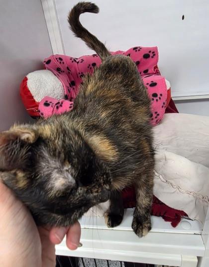 Baby, a Adoptable mixed breed in Shawano, WI image 1/3