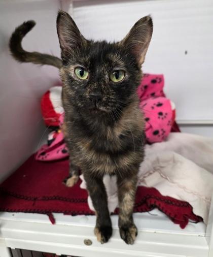 Baby, a Adoptable mixed breed in Shawano, WI image 2/3