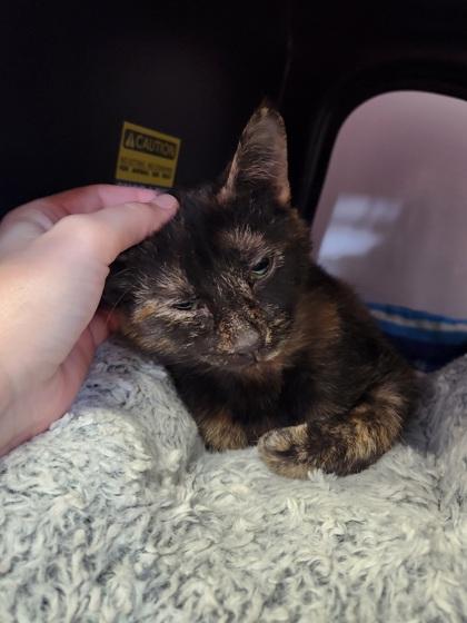 Baby, a Adoptable mixed breed in Shawano, WI image 3/3