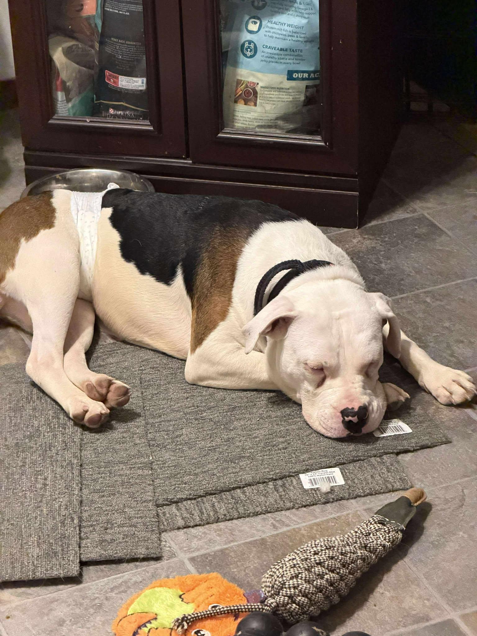 Enlarge Toad, a Adopted American Bulldog in Waterloo, IA image 1/2