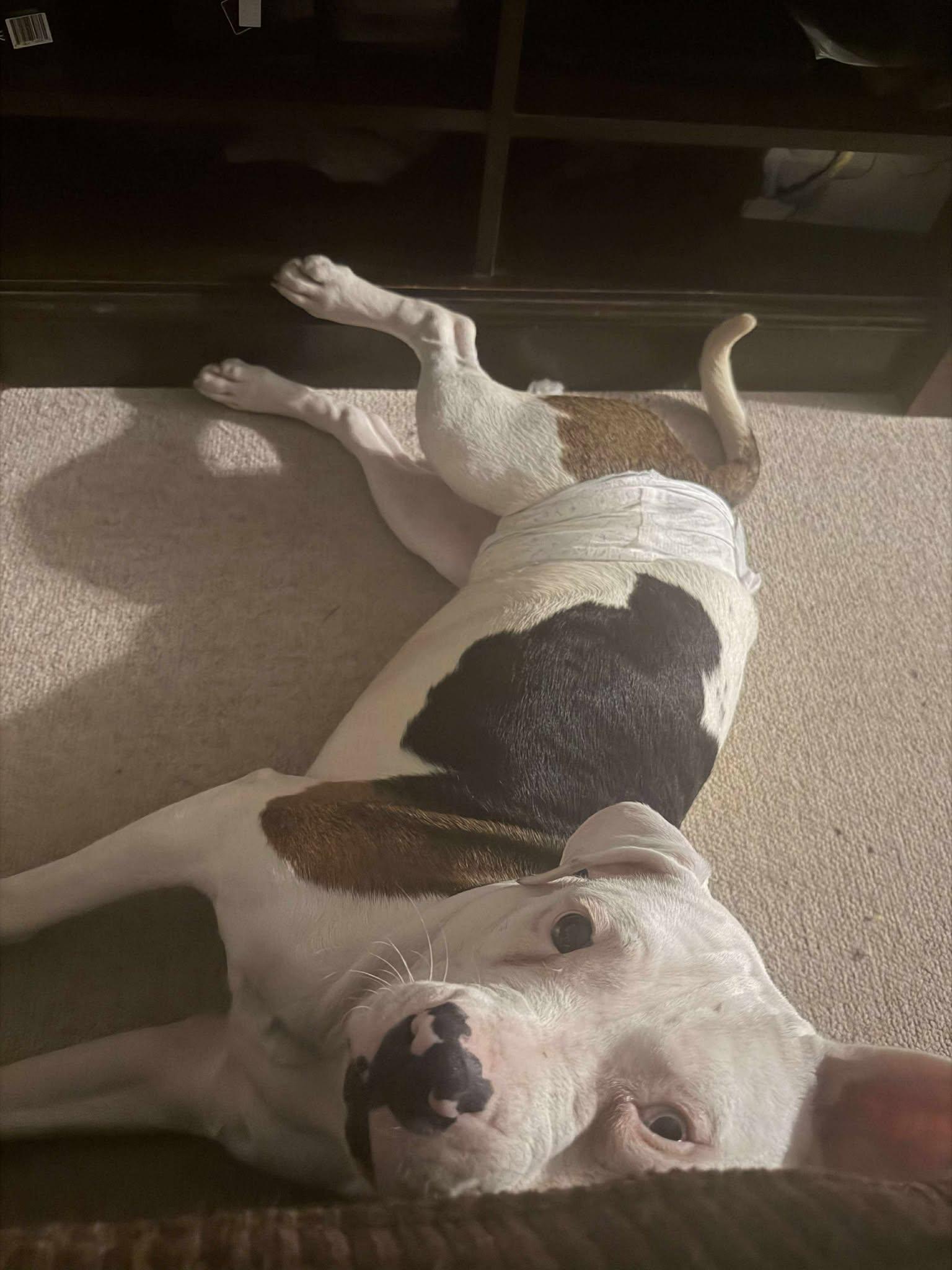 Enlarge Toad, a Adopted American Bulldog in Waterloo, IA image 2/2